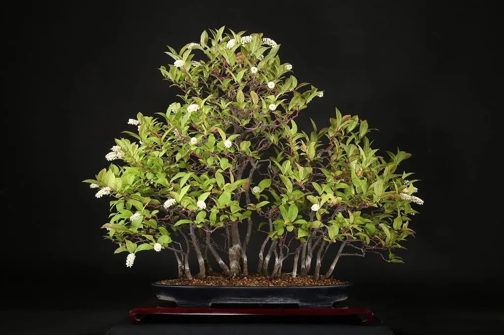 Itea japonica Canada Bonsai