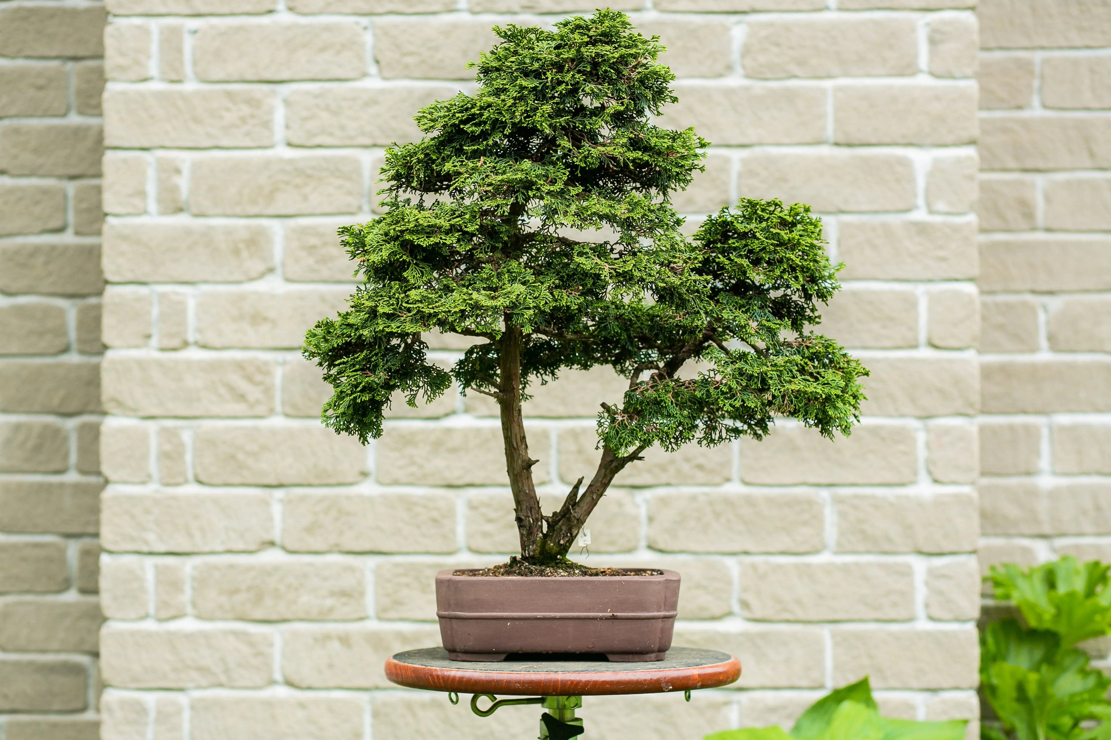 Chamaecyparis obtusa Canada Bonsai