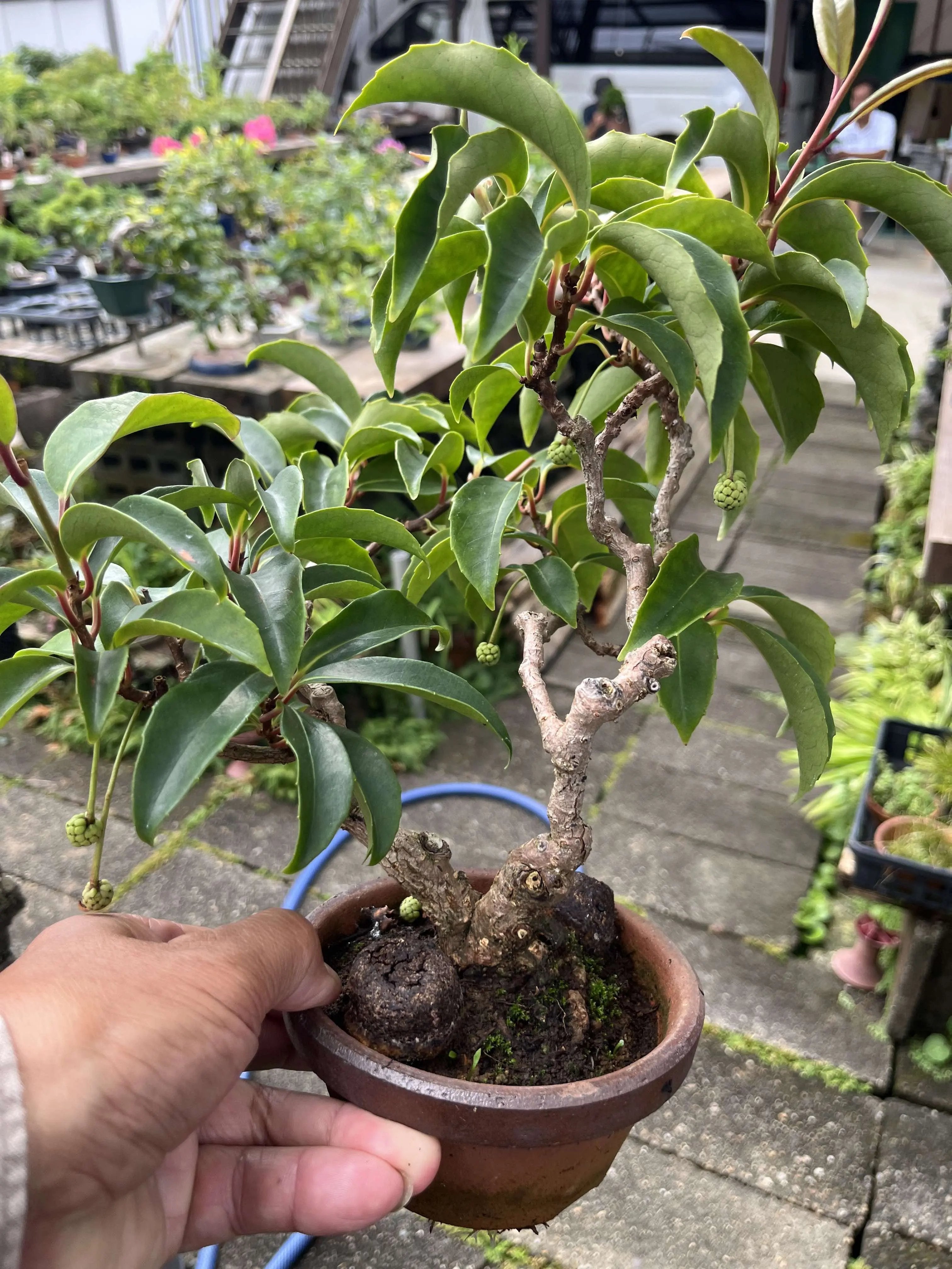 Kadsura japonica Canada Bonsai
