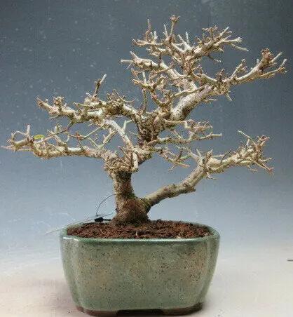 Ligustrum obtusifolium Canada Bonsai