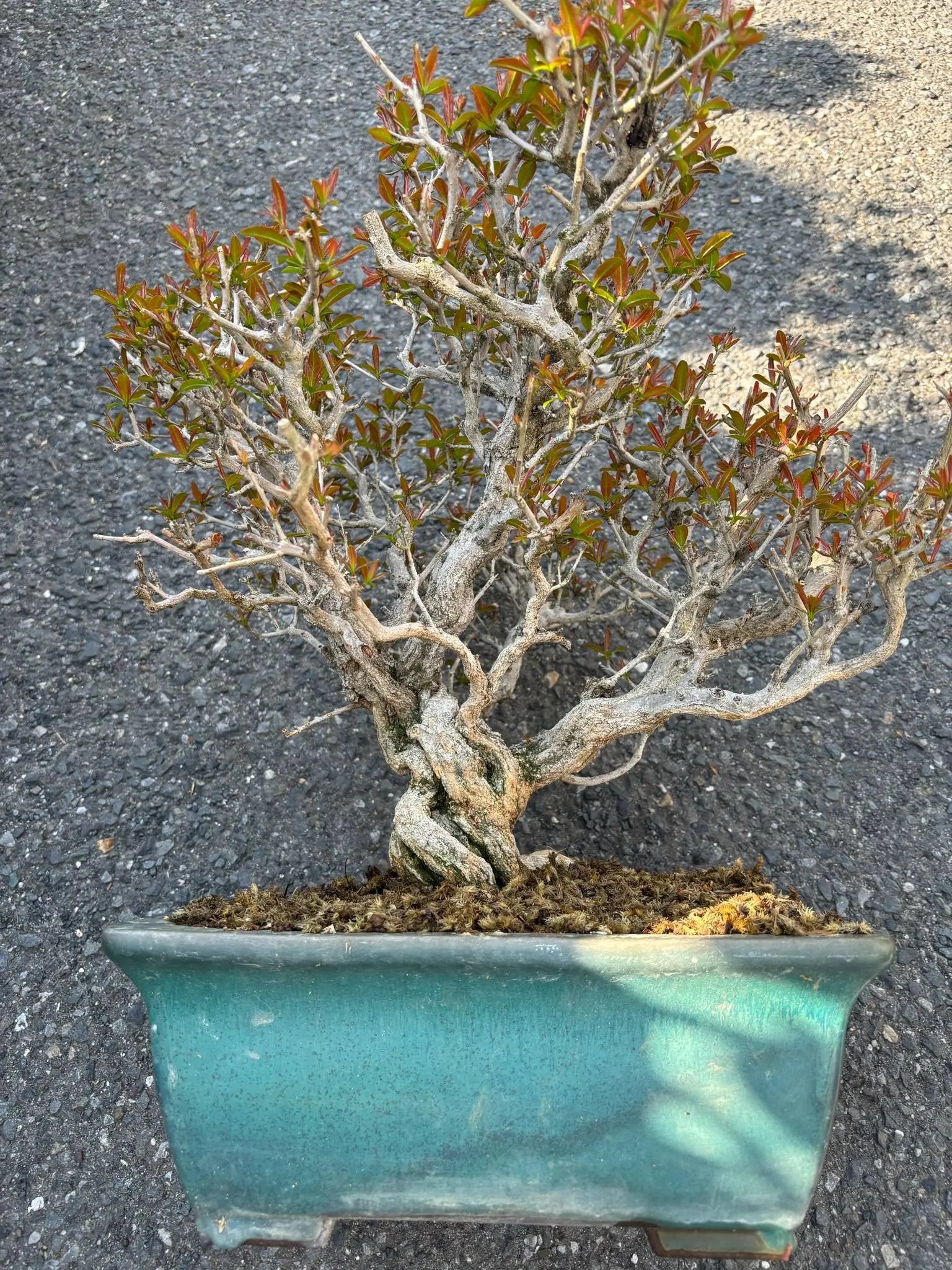 Punica granatum Canada Bonsai