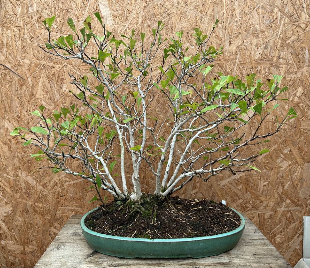Magnolia kobus (dwarf) Canada Bonsai