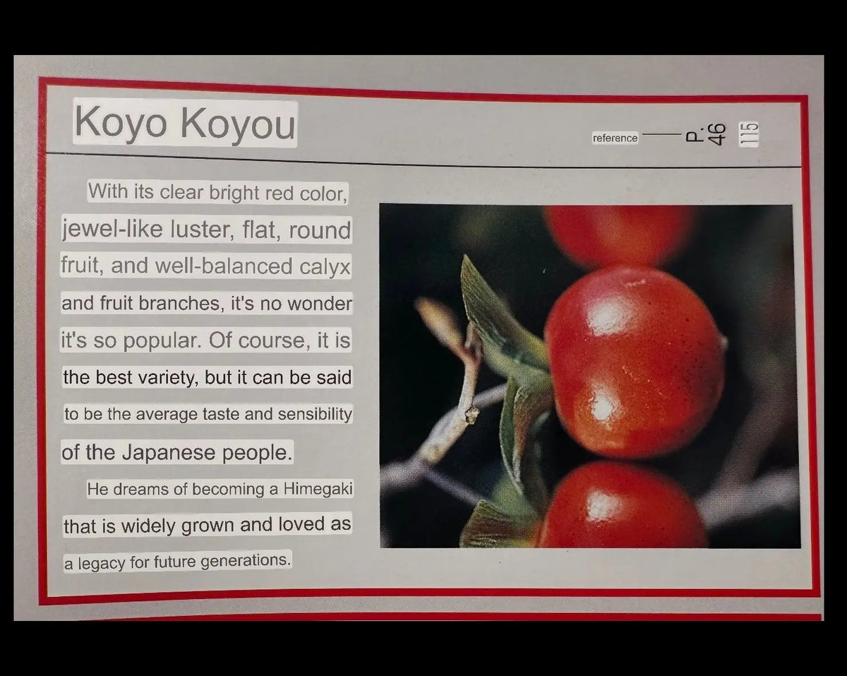 Diospyros rhombifolia #28 'Koyo' Canada Bonsai