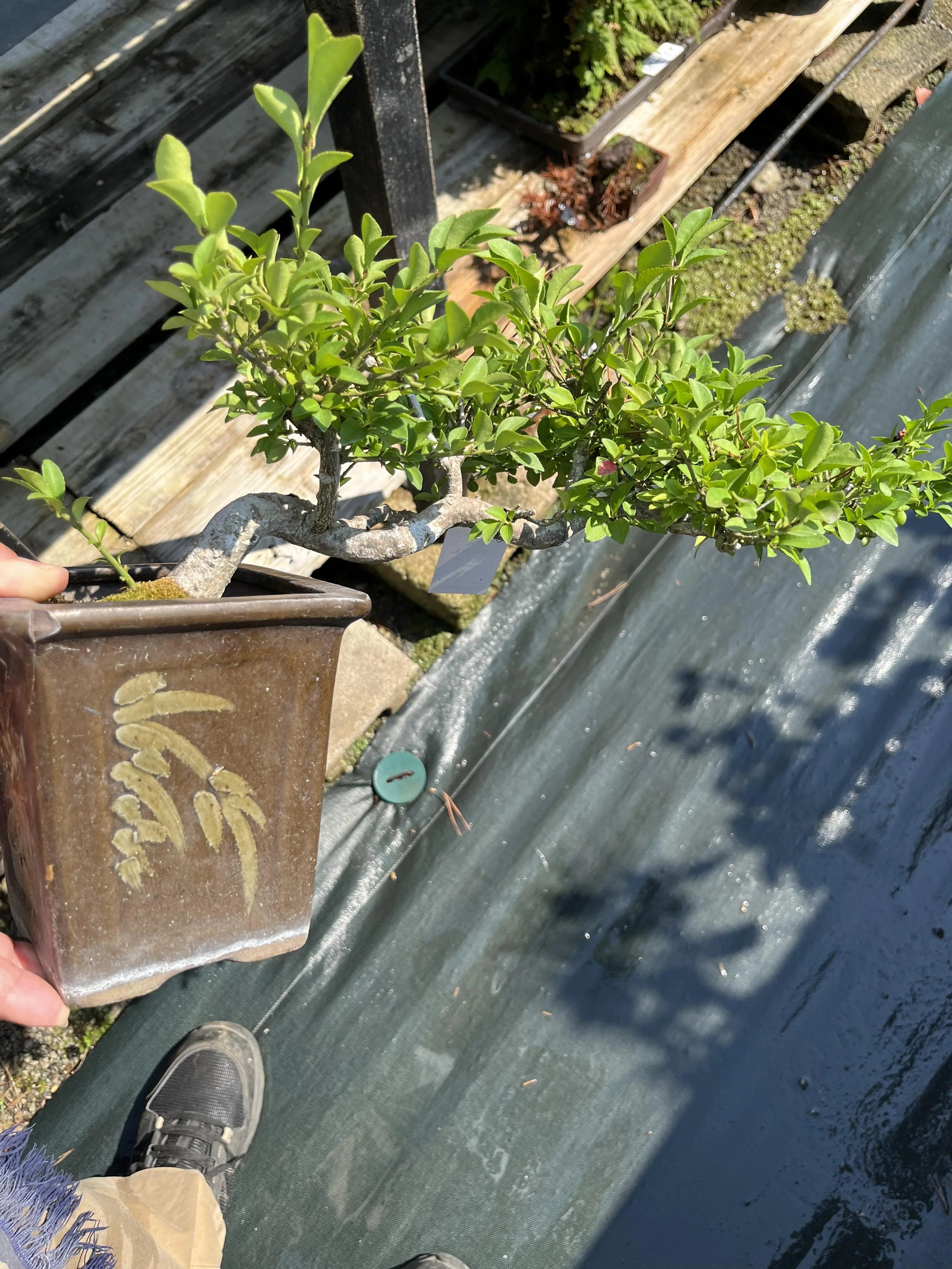 Euonymus Canada Bonsai