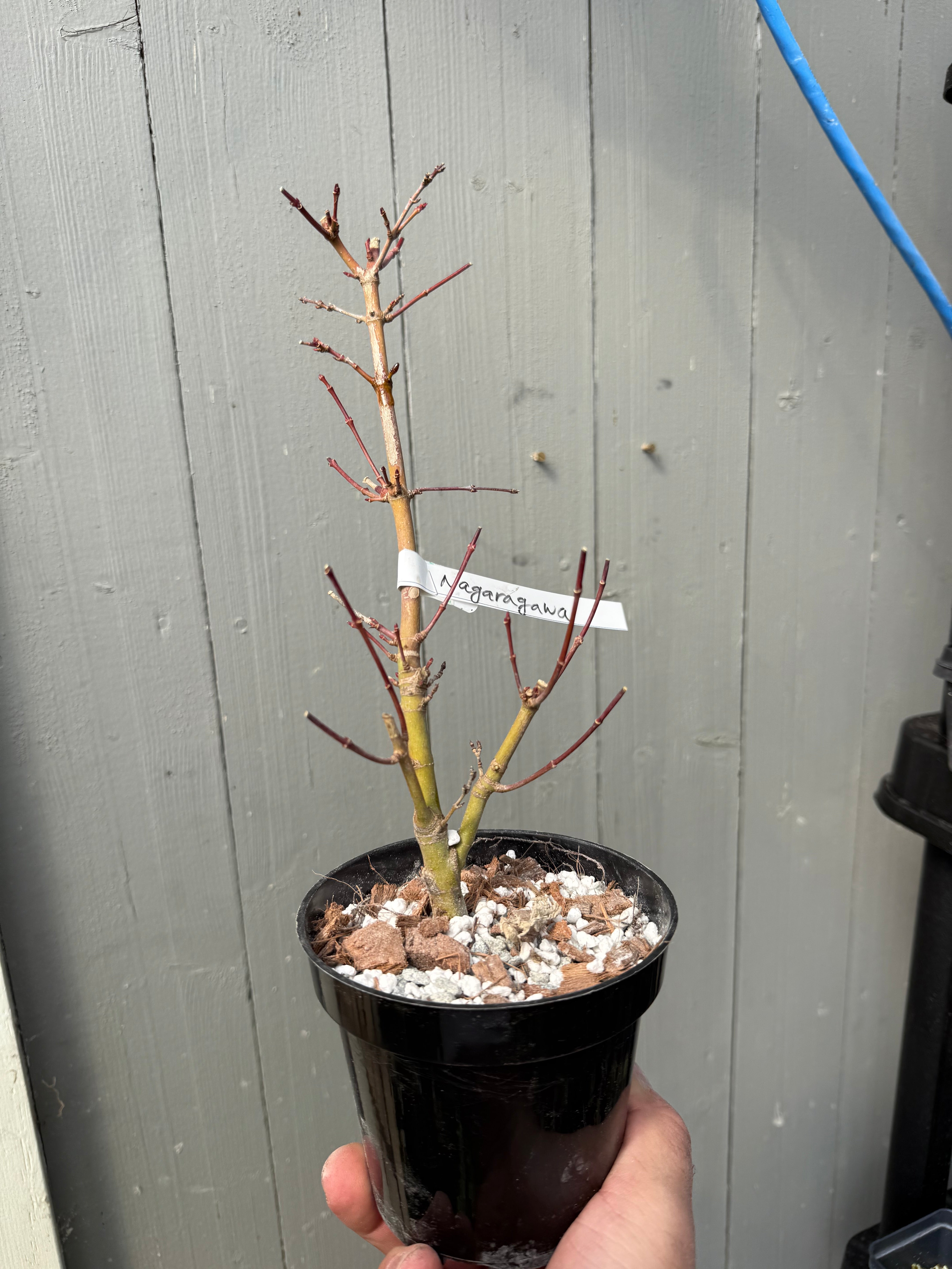 Acer palmatum 'Nagaragawa'