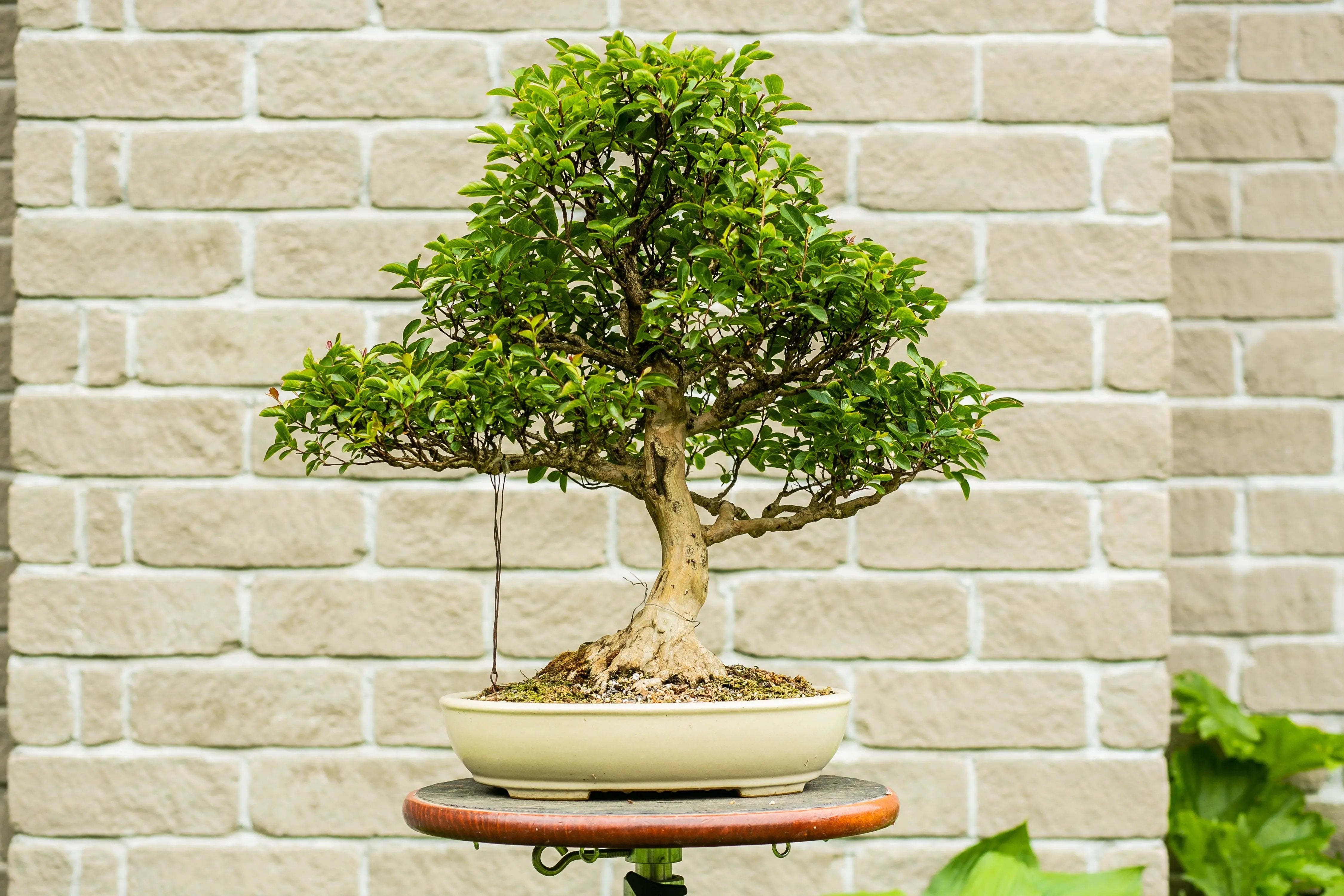 Lagerstroemia indica Canada Bonsai