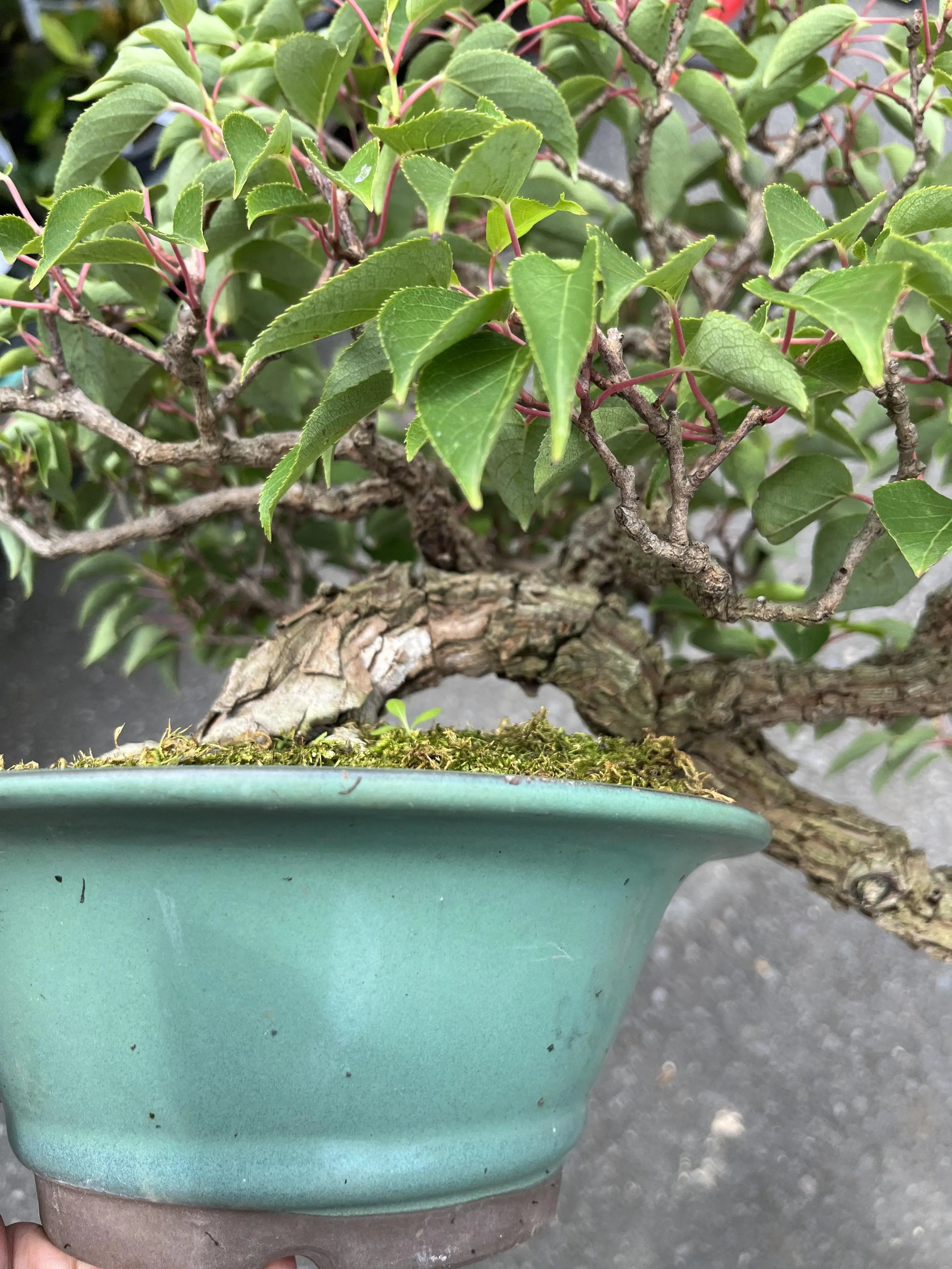 Actinidia arguta Canada Bonsai