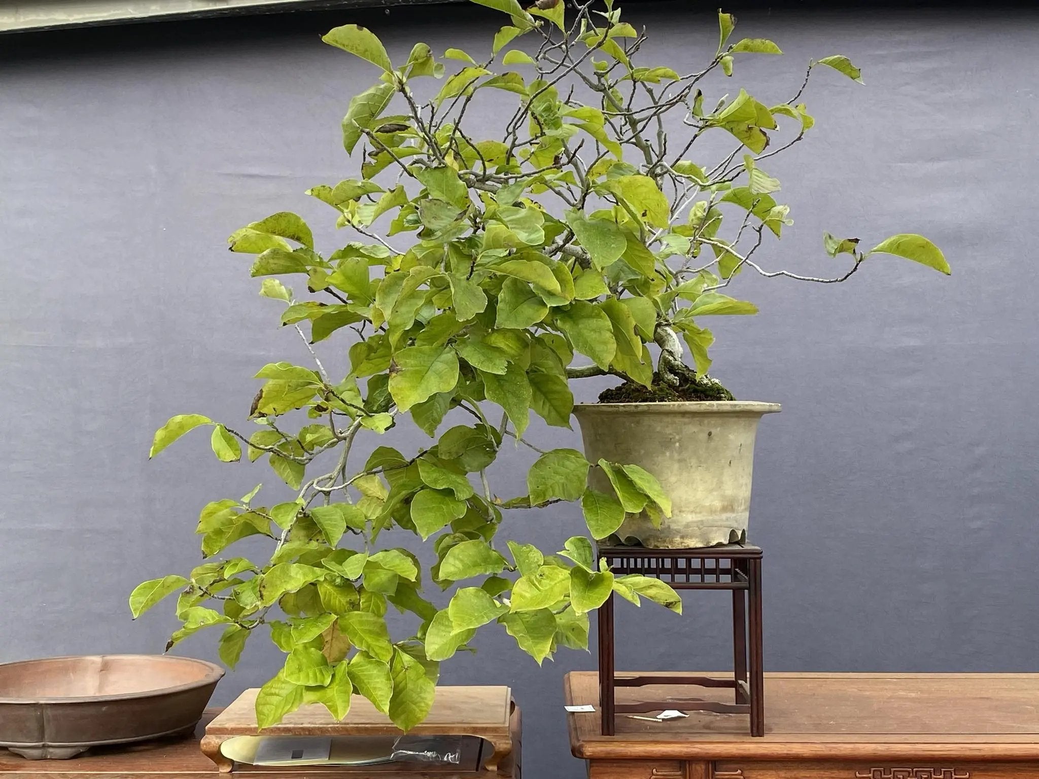 Magnolia (purple) Canada Bonsai