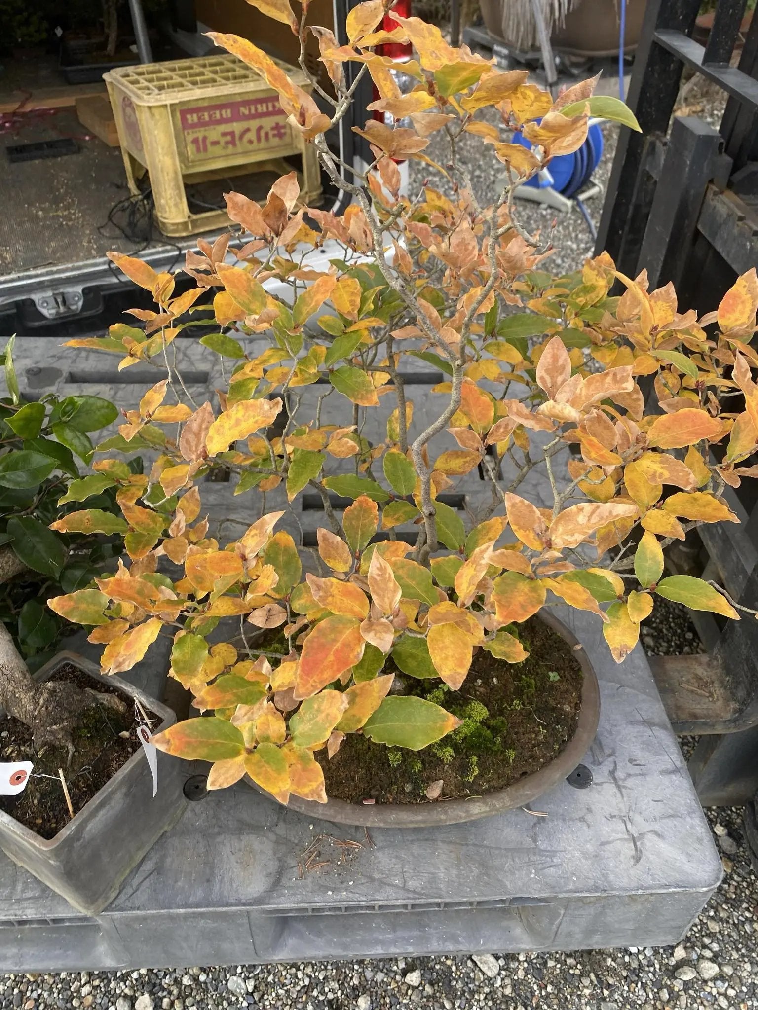 Lindera glauca Canada Bonsai