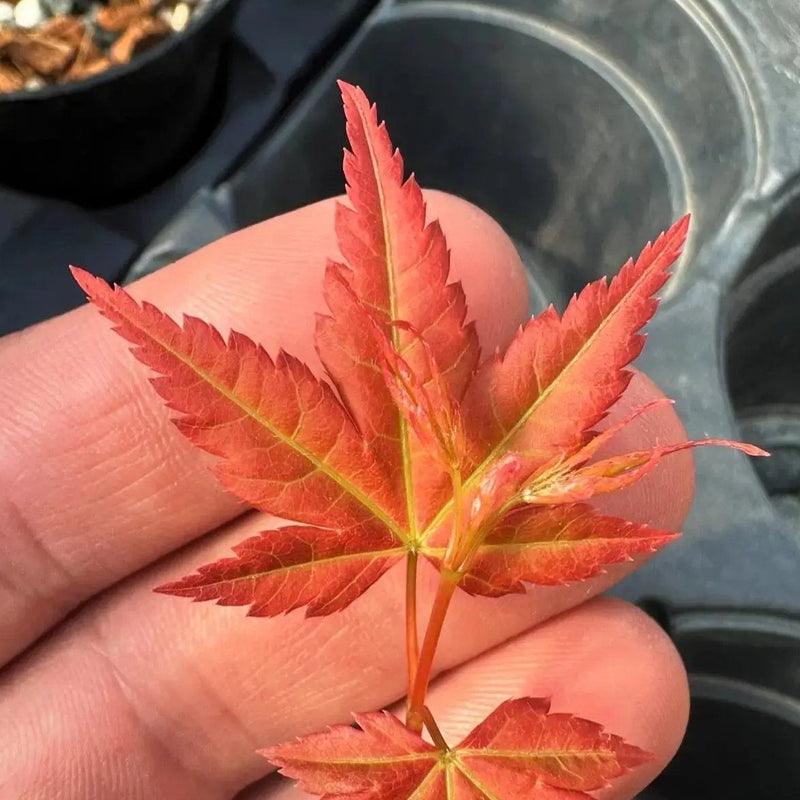 Acer palmatum 'Beni Chidori'