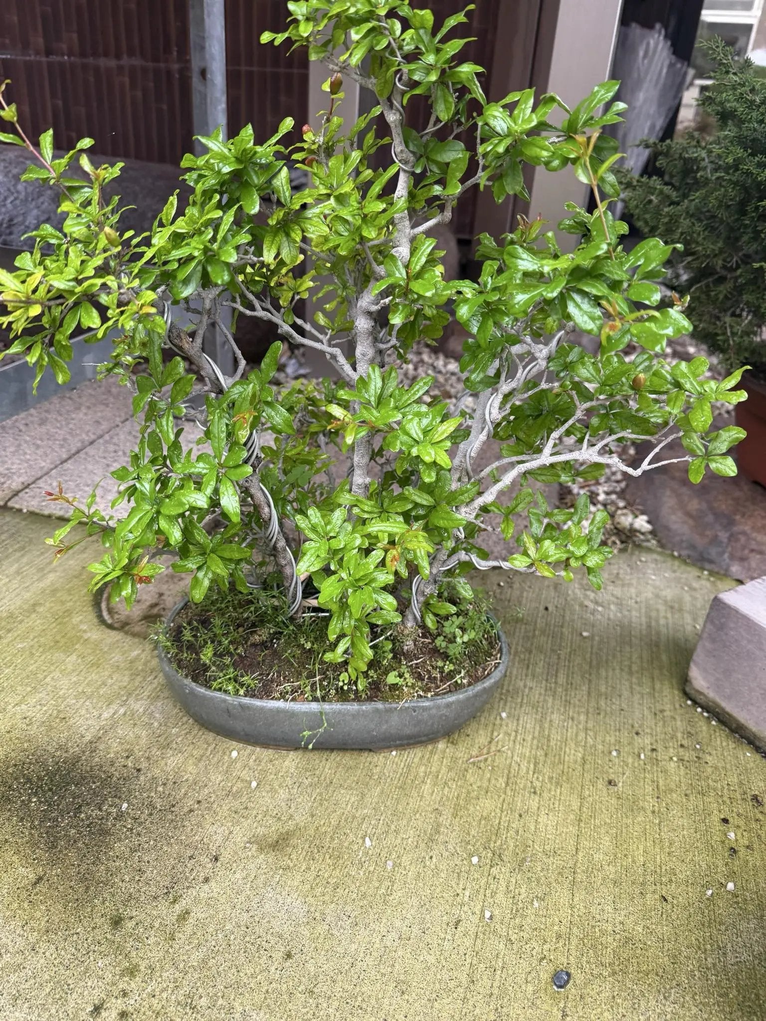 Punica granatum Canada Bonsai
