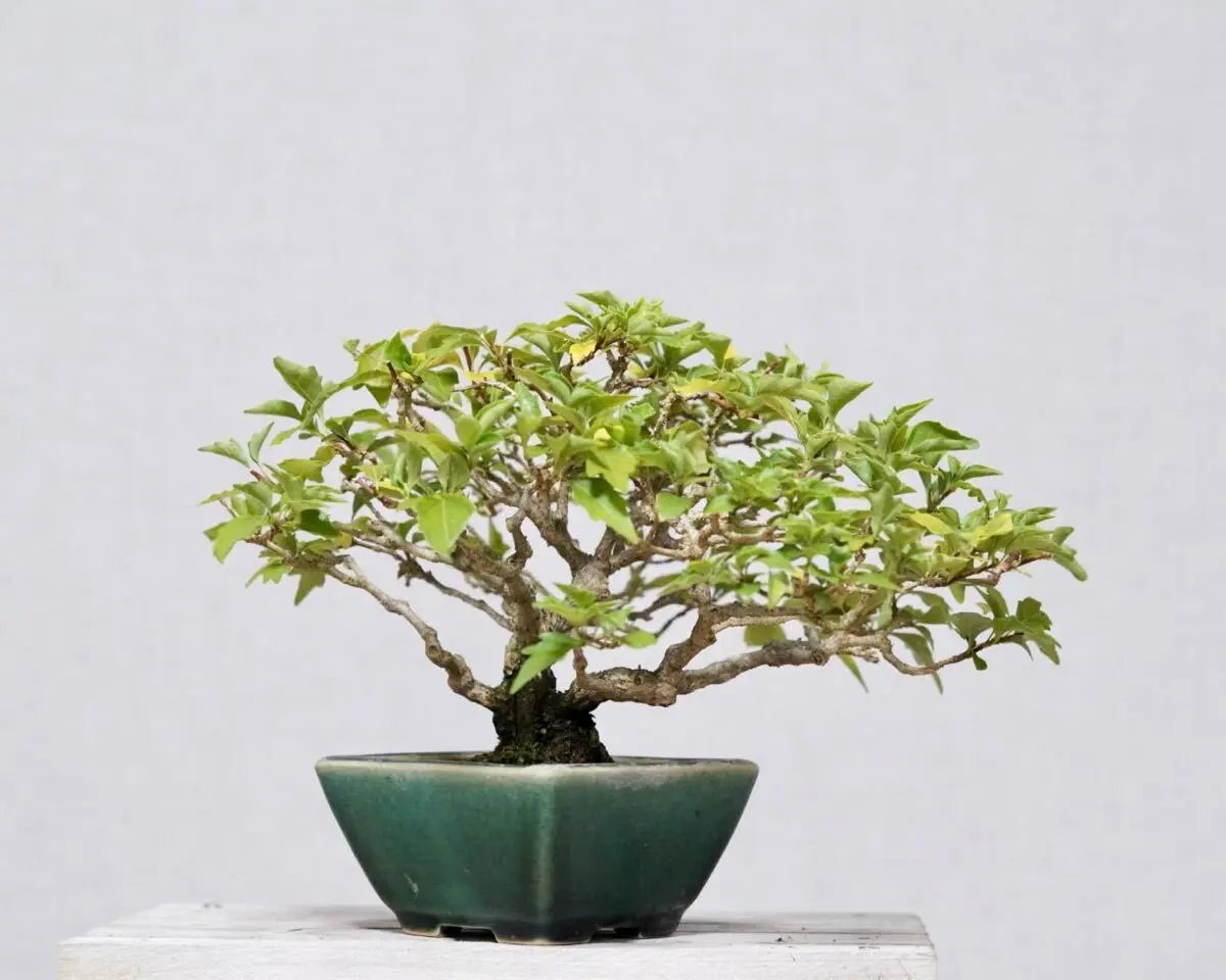 Premna japonica Canada Bonsai