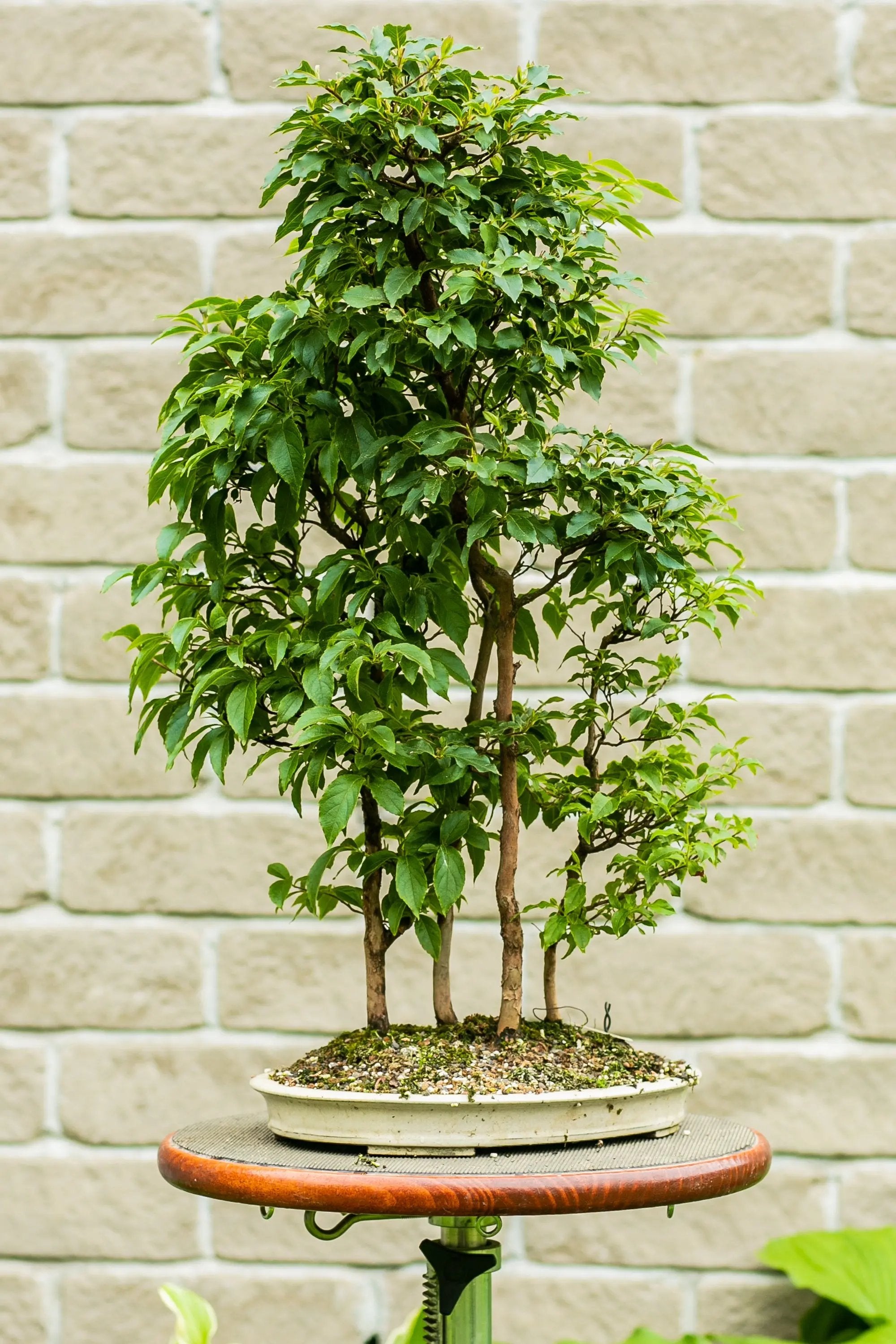 Stewartia monadelpha Canada Bonsai