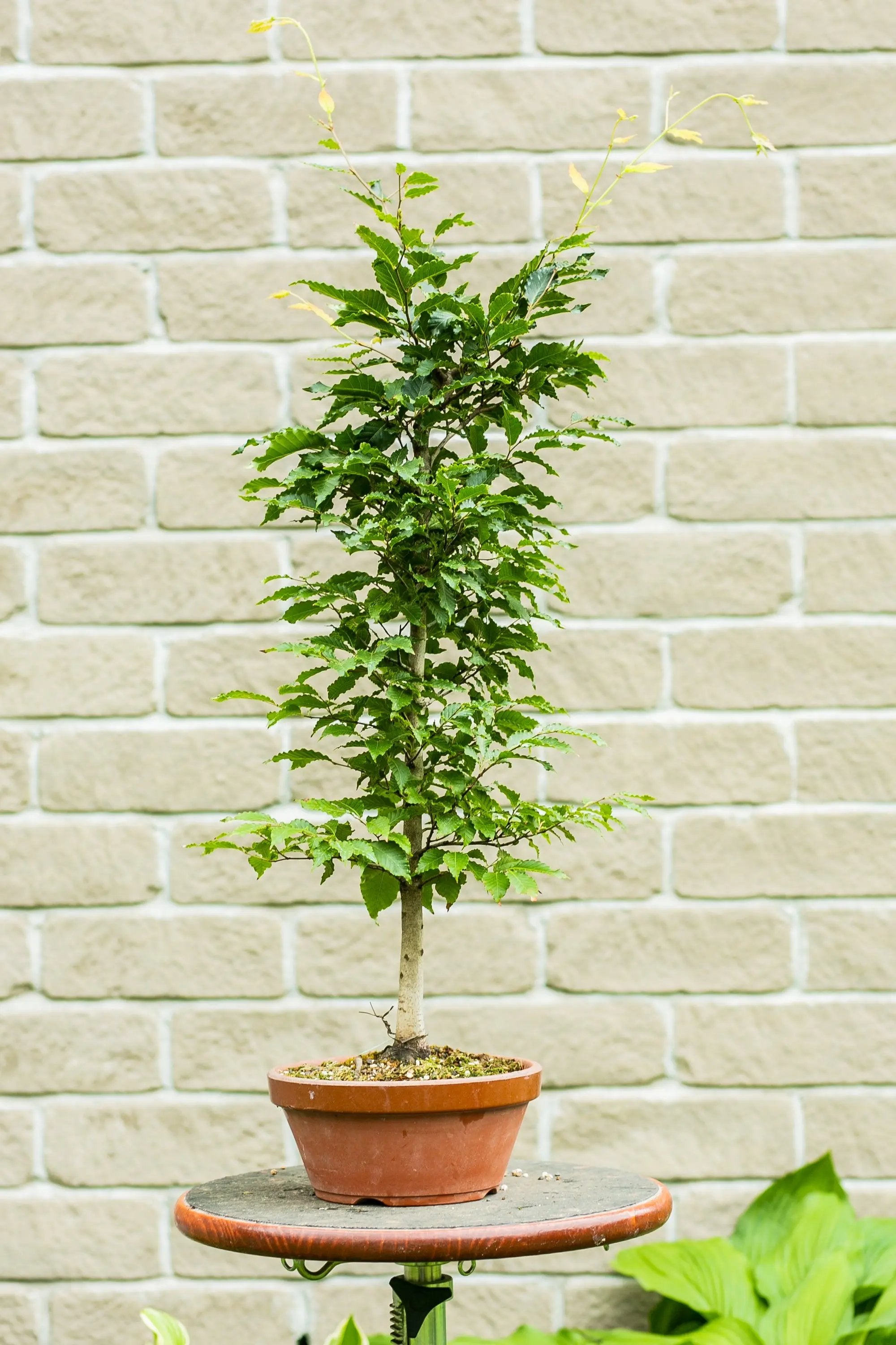 Fagus crenata Canada Bonsai