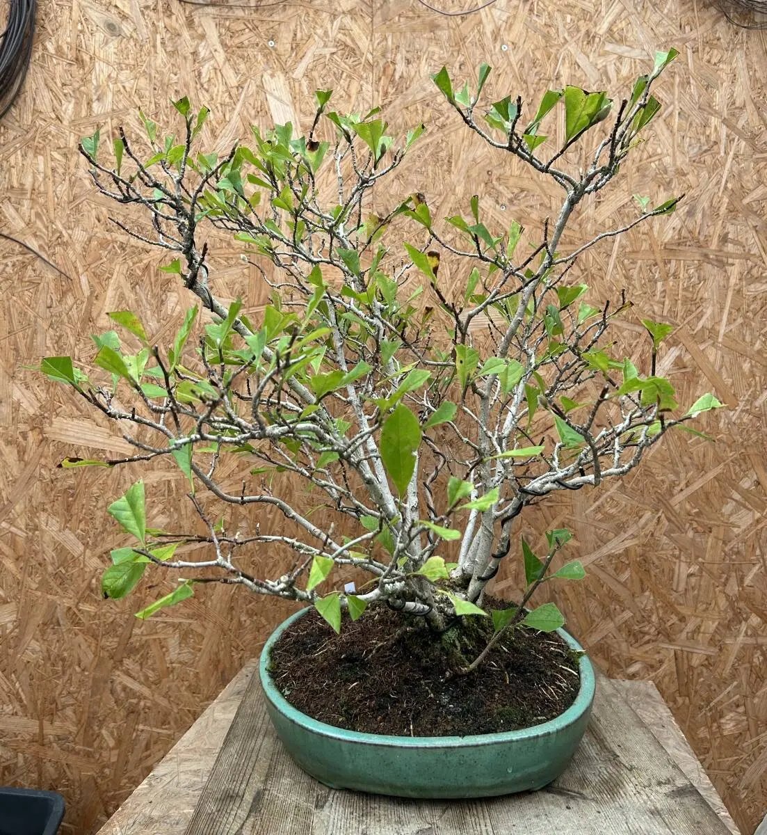 Magnolia kobus (dwarf) Canada Bonsai
