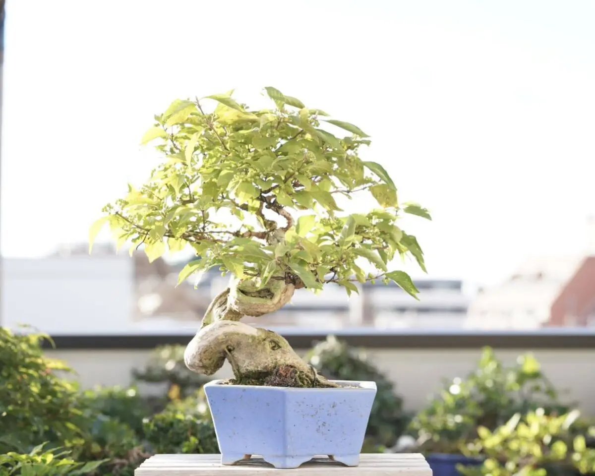 Callicarpa japonica Canada Bonsai
