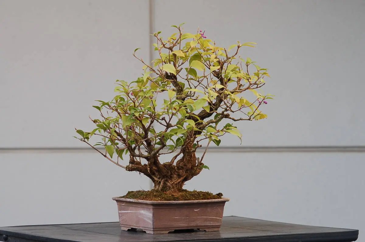 Callicarpa #11 Canada Bonsai