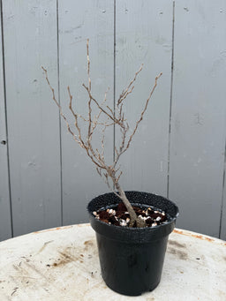CELTIS