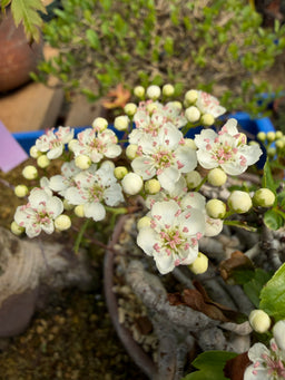 CRATAEGUS