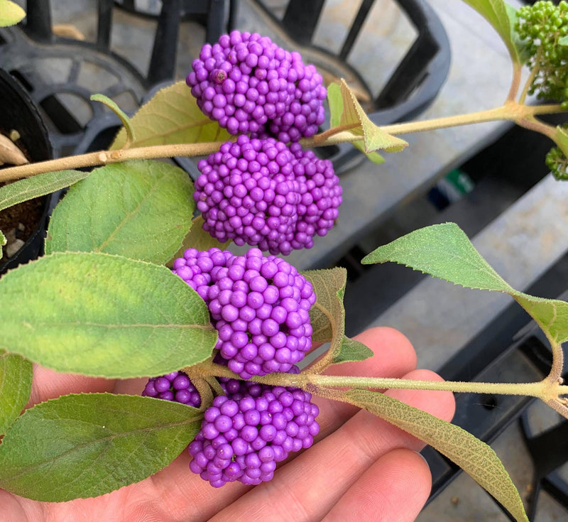 Callicarpa japonica 'Nakayoshi Koyoshi'