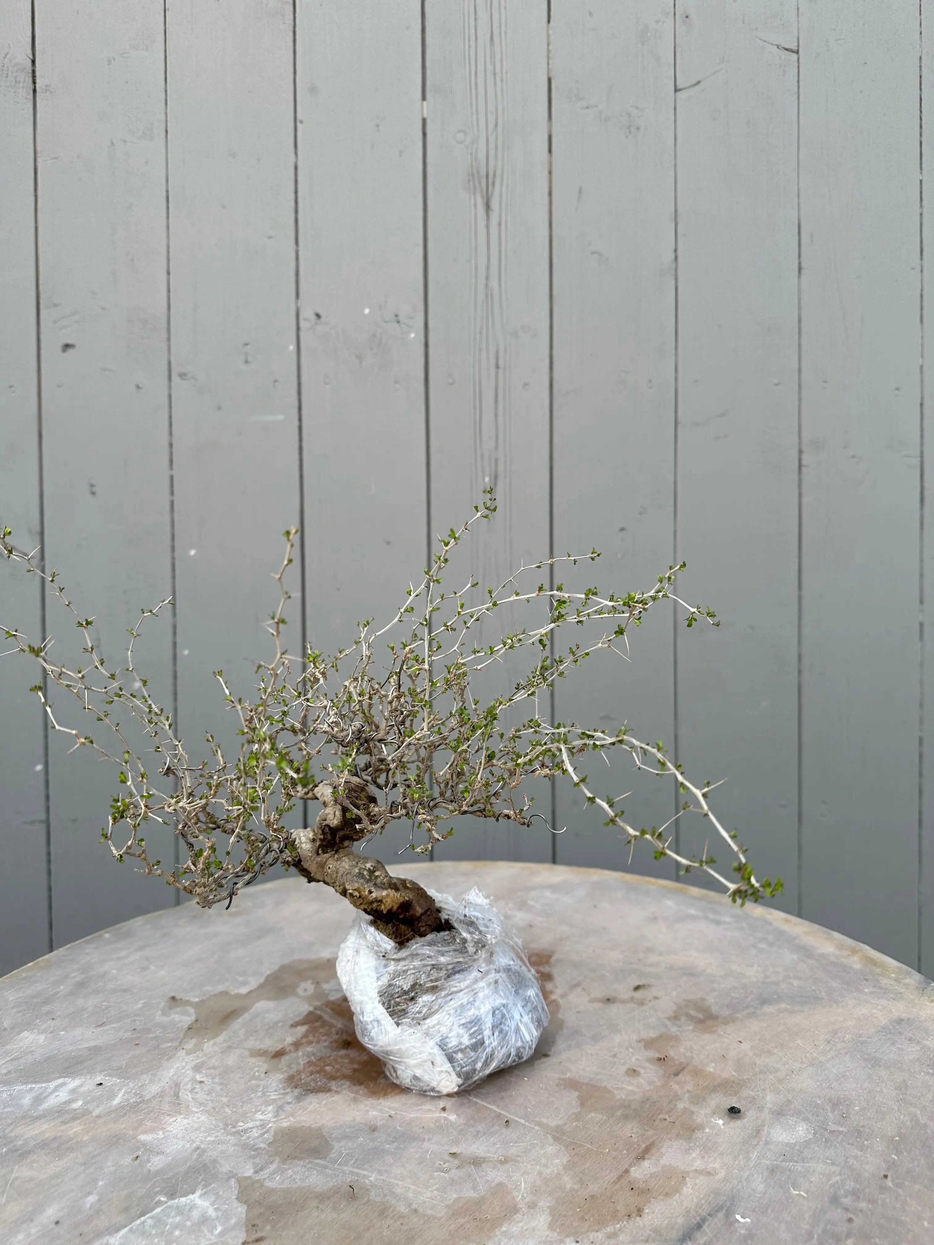 Lycium #2 Canada Bonsai