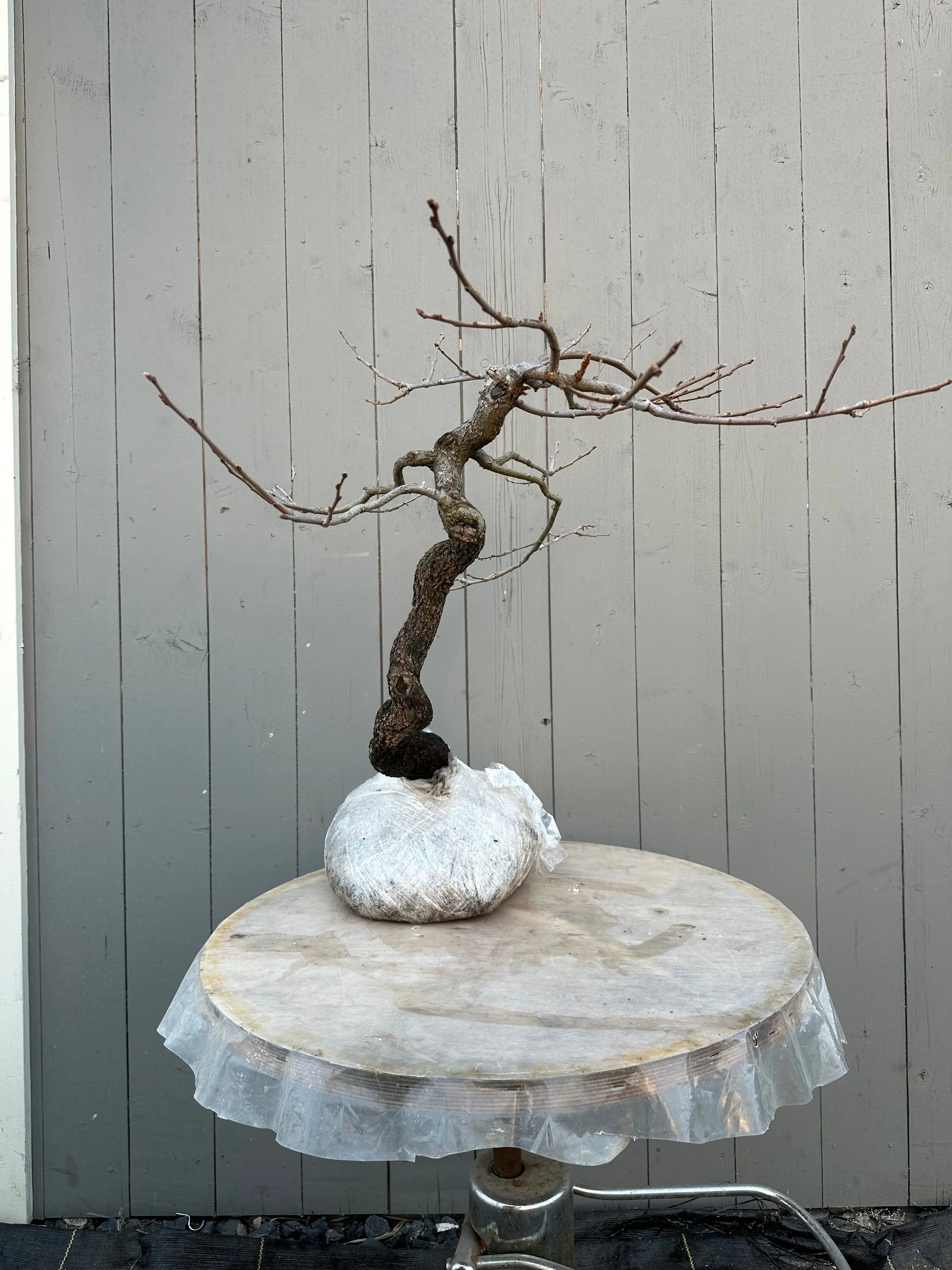 Diospyros (wild) #1 Canada Bonsai