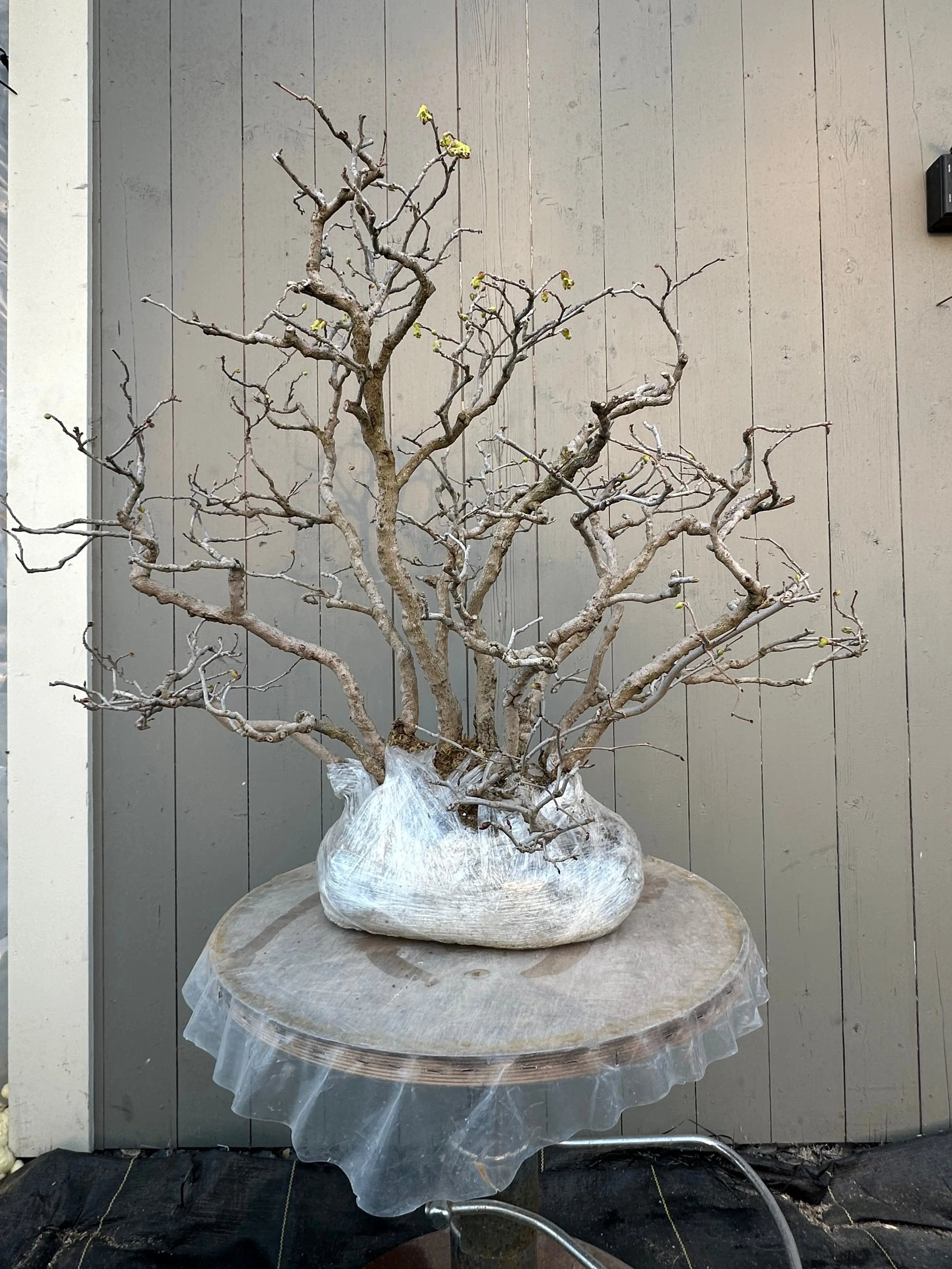 Corylopsis spicata Canada Bonsai