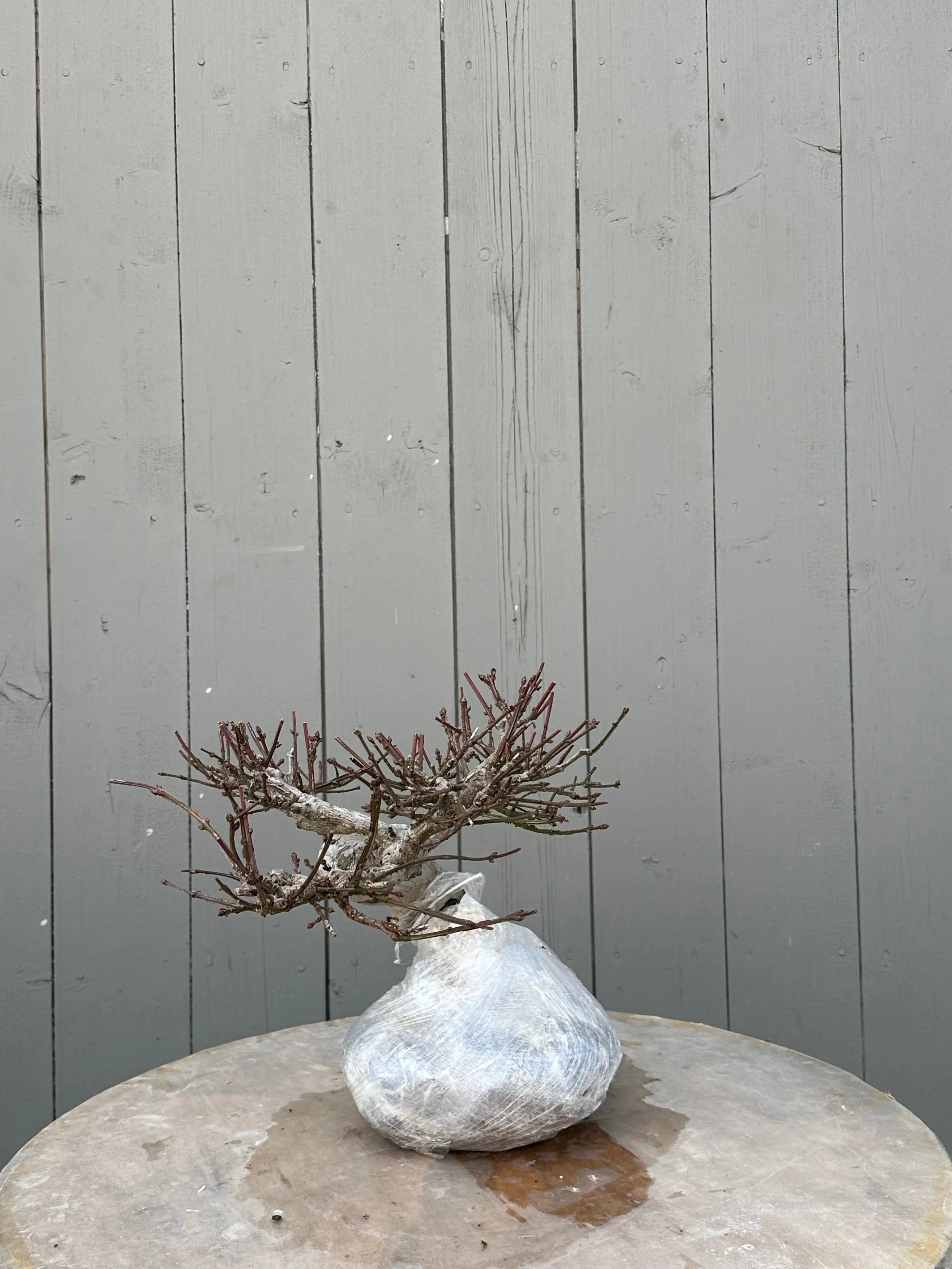 Euonymus #3 Canada Bonsai