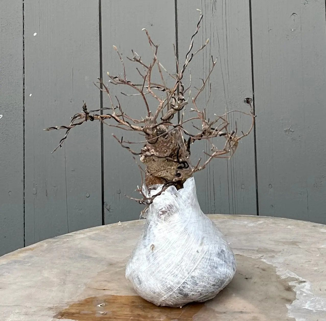 Callicarpa #10 Canada Bonsai