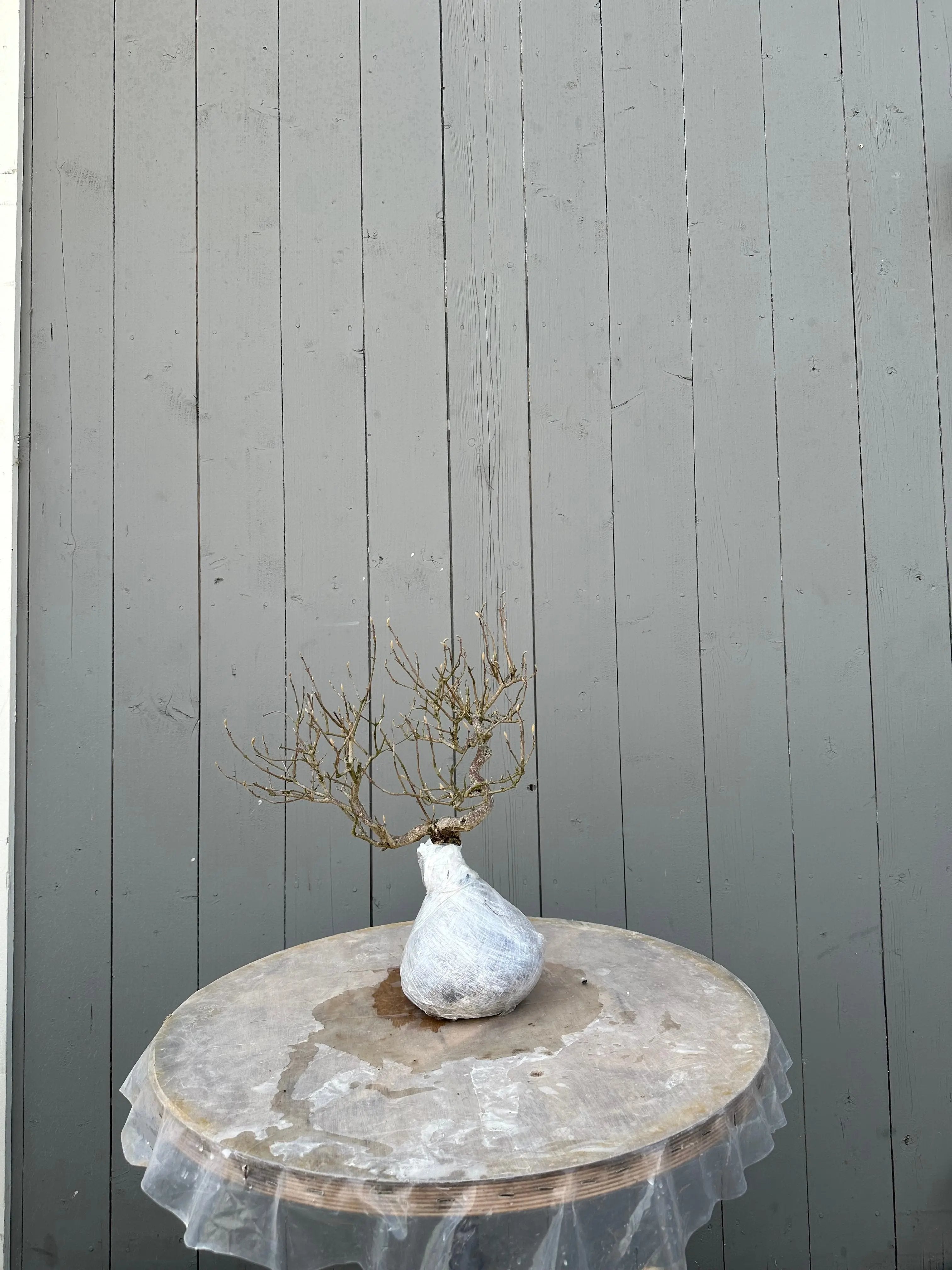 Callicarpa #12 Canada Bonsai