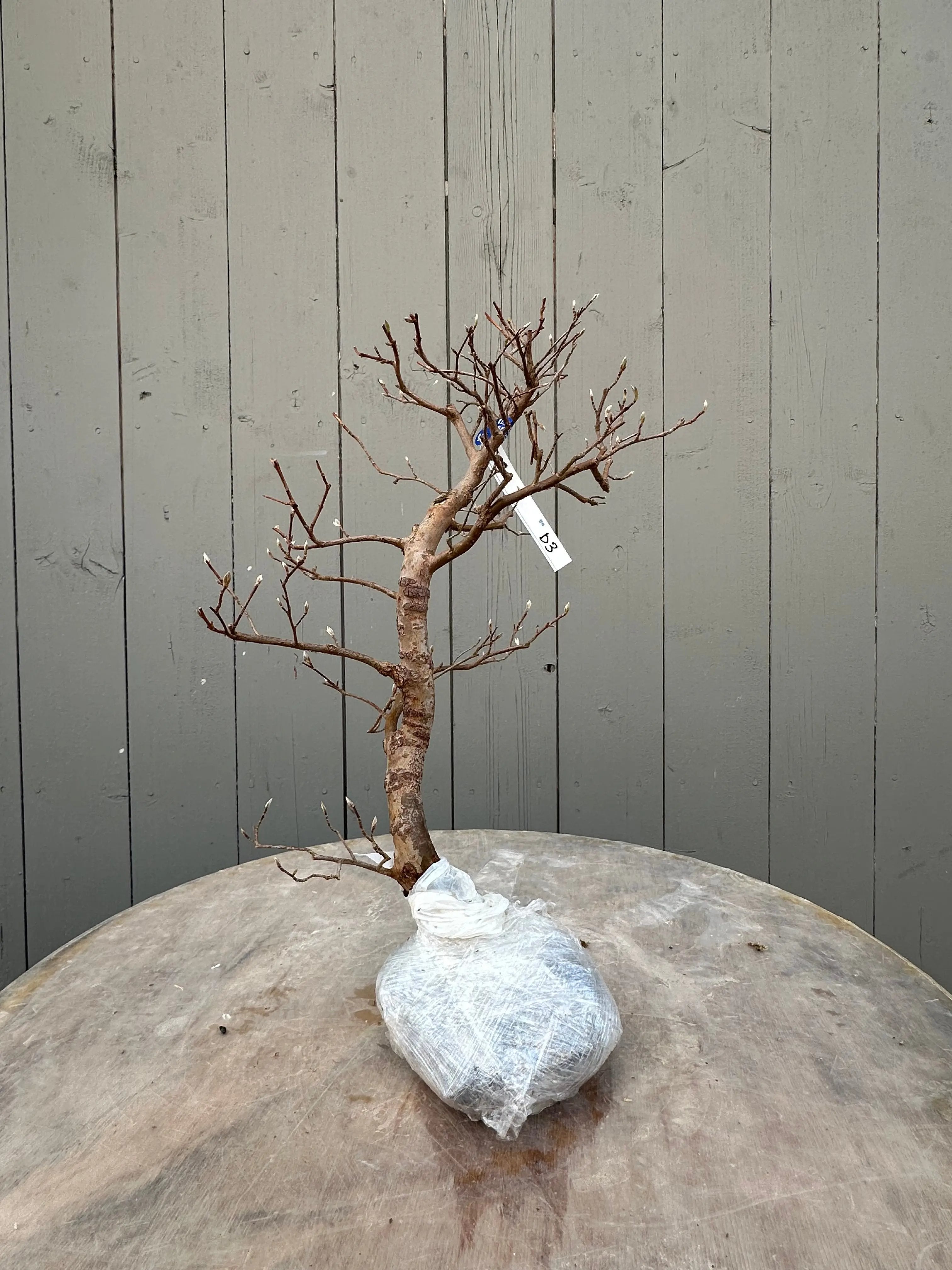 Stewartia #9 Canada Bonsai