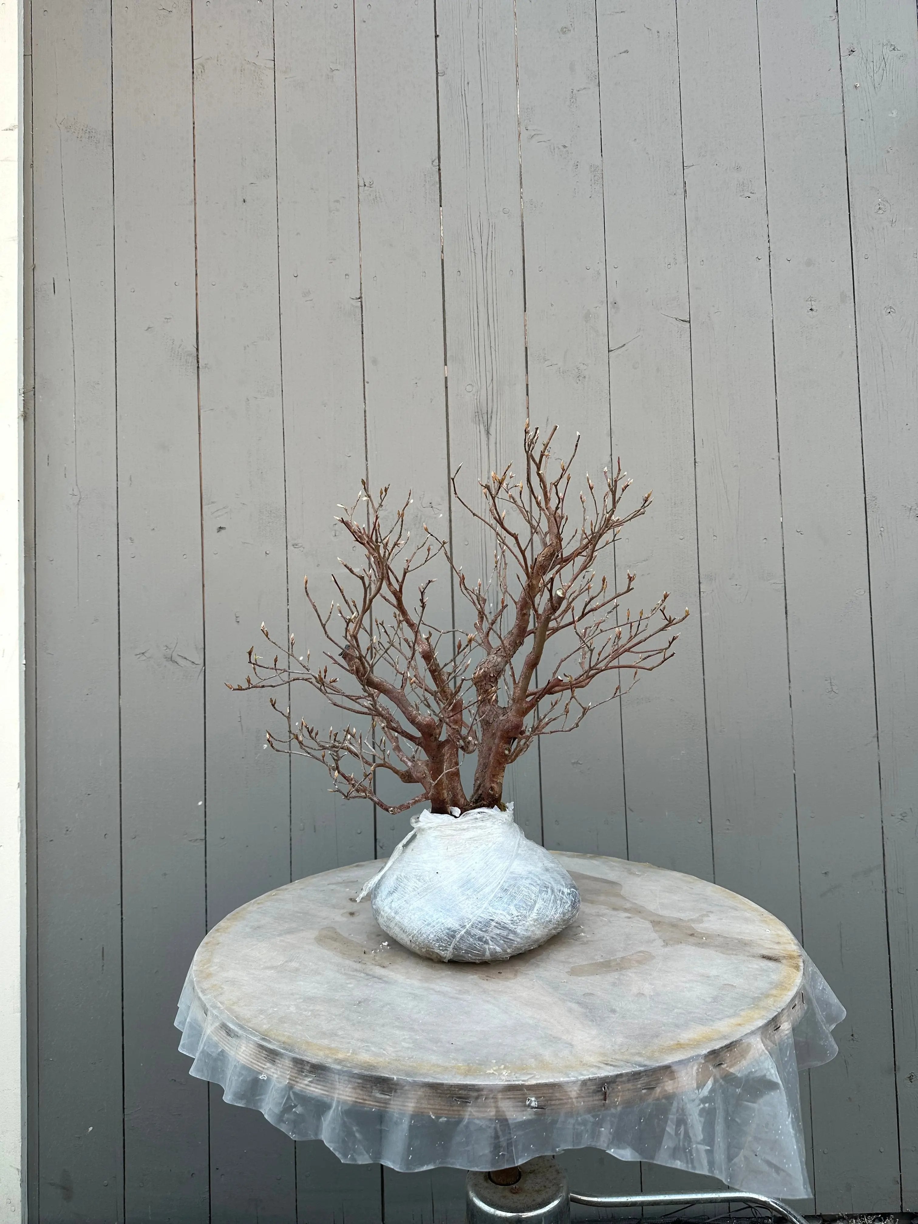Stewartia monadelpha Canada Bonsai