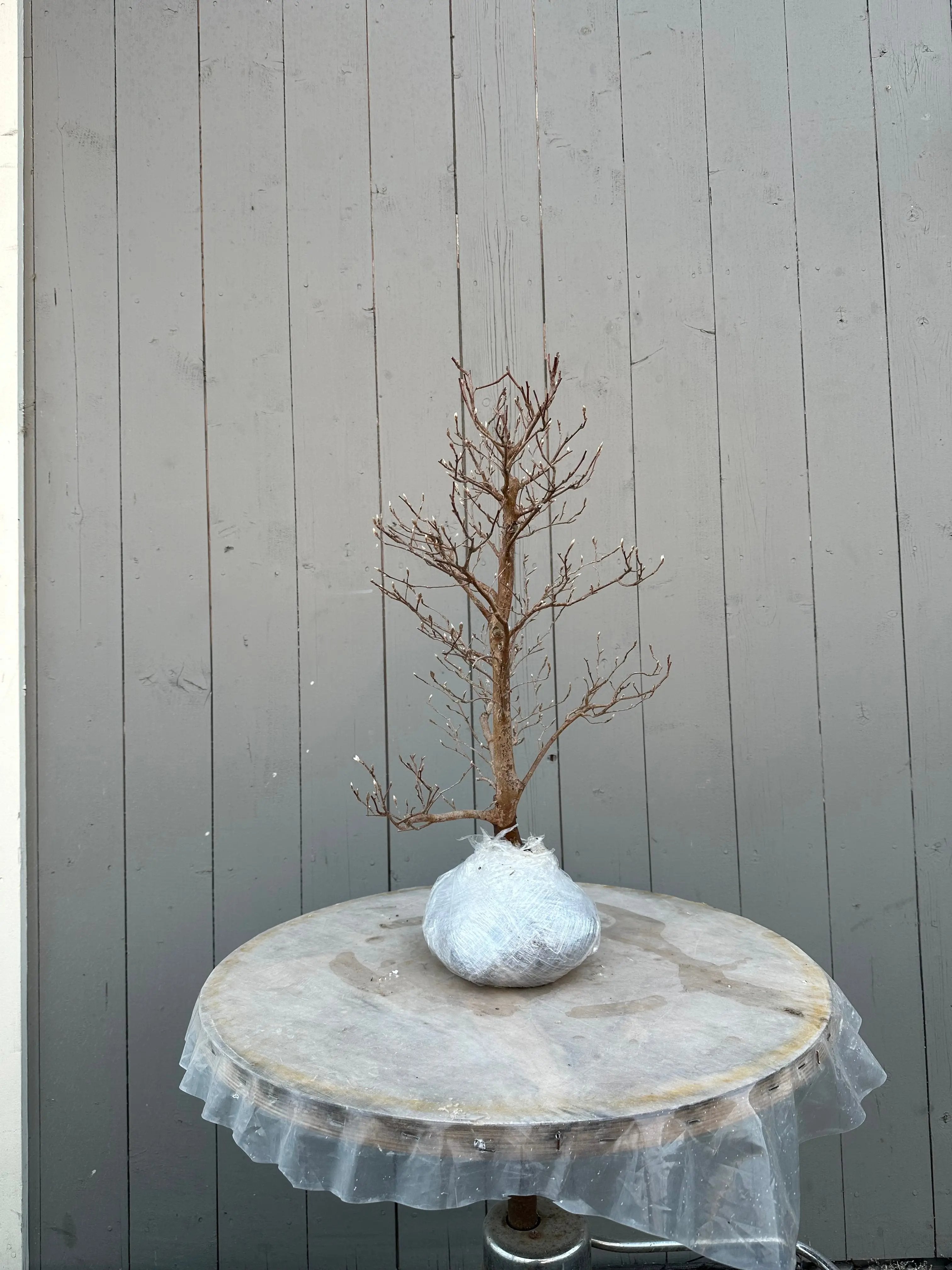 Stewartia #4 Canada Bonsai