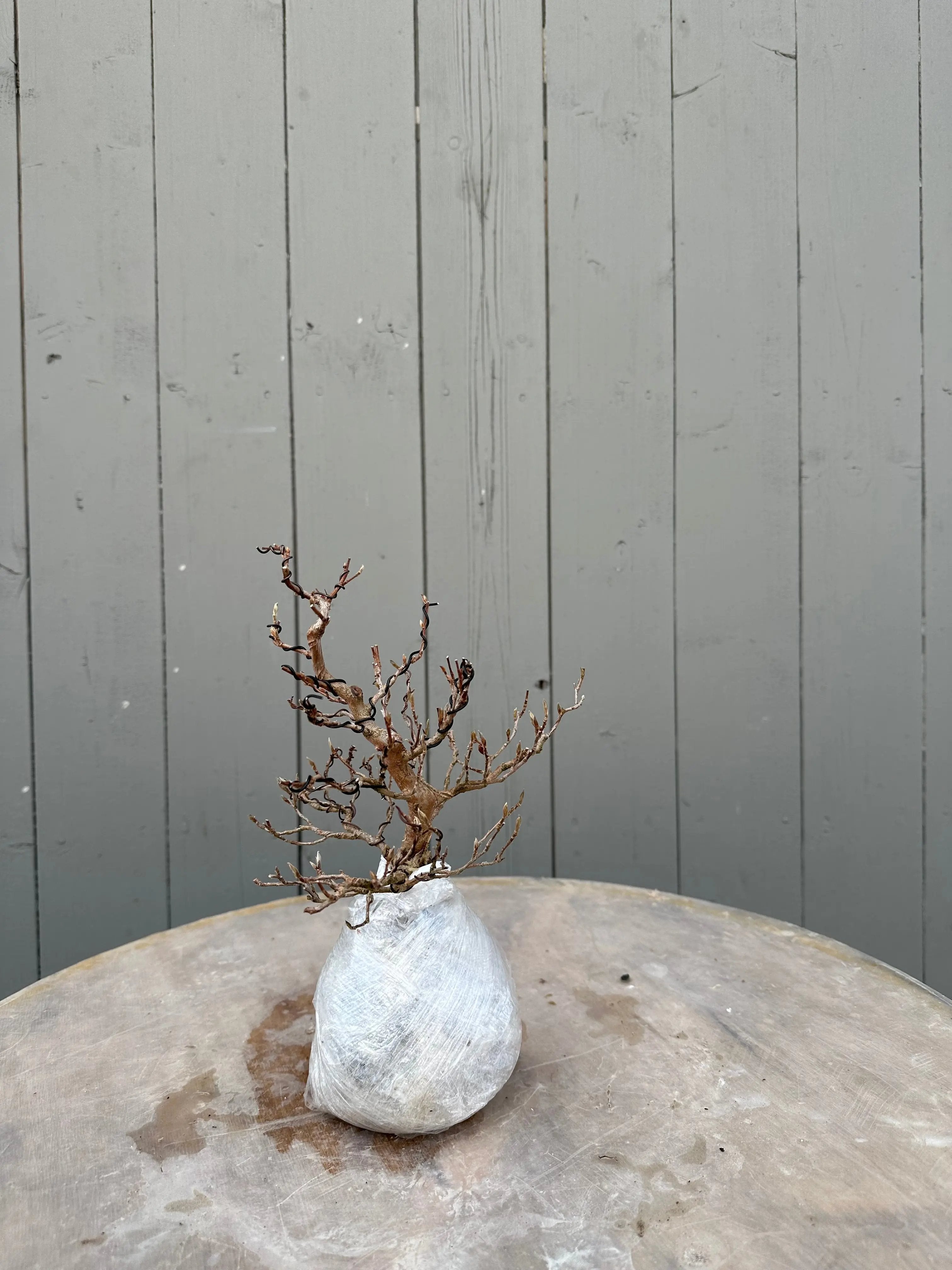 Stewartia #7 Canada Bonsai