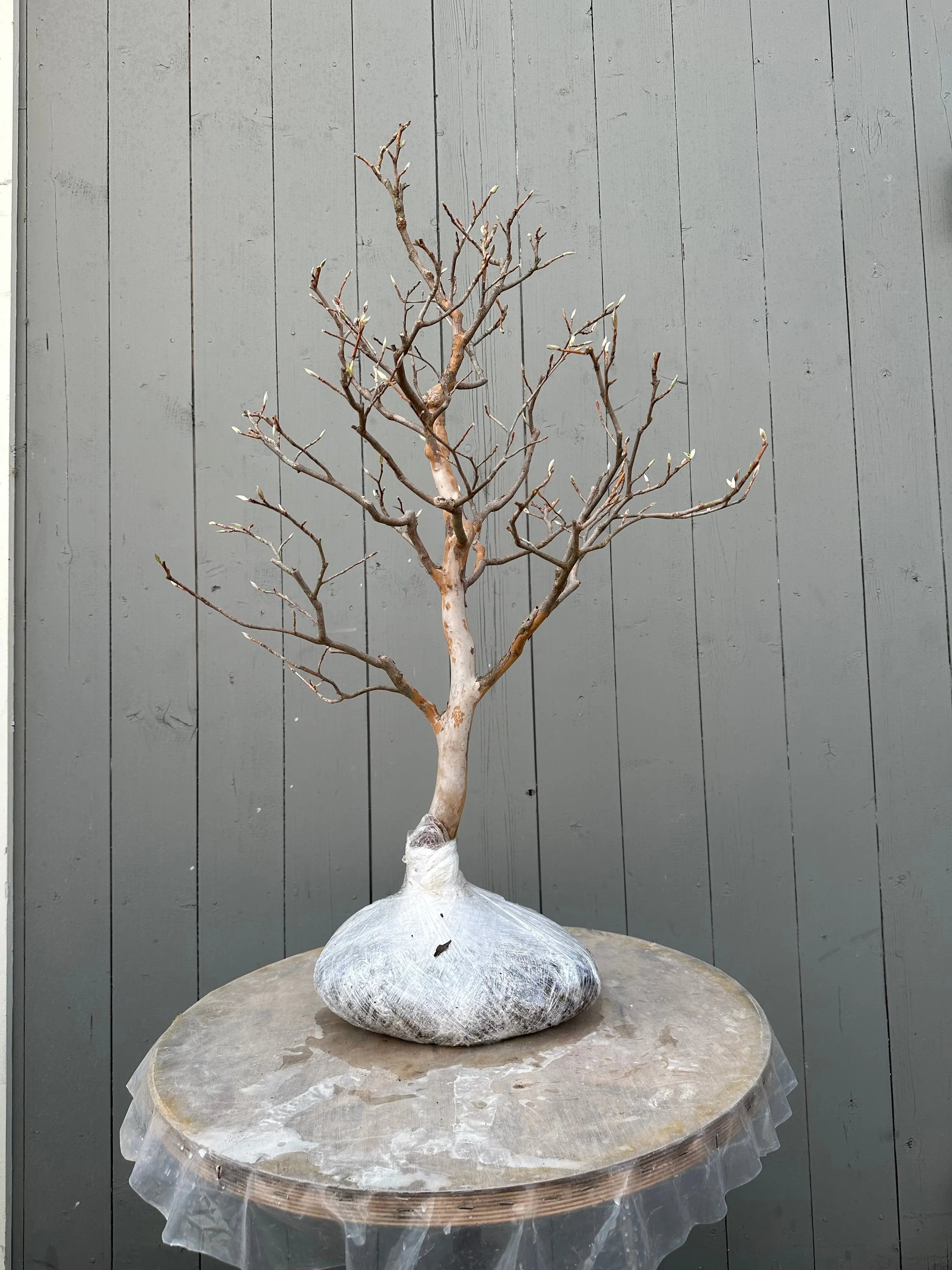 Stewartia pseudocamellia #1 Canada Bonsai