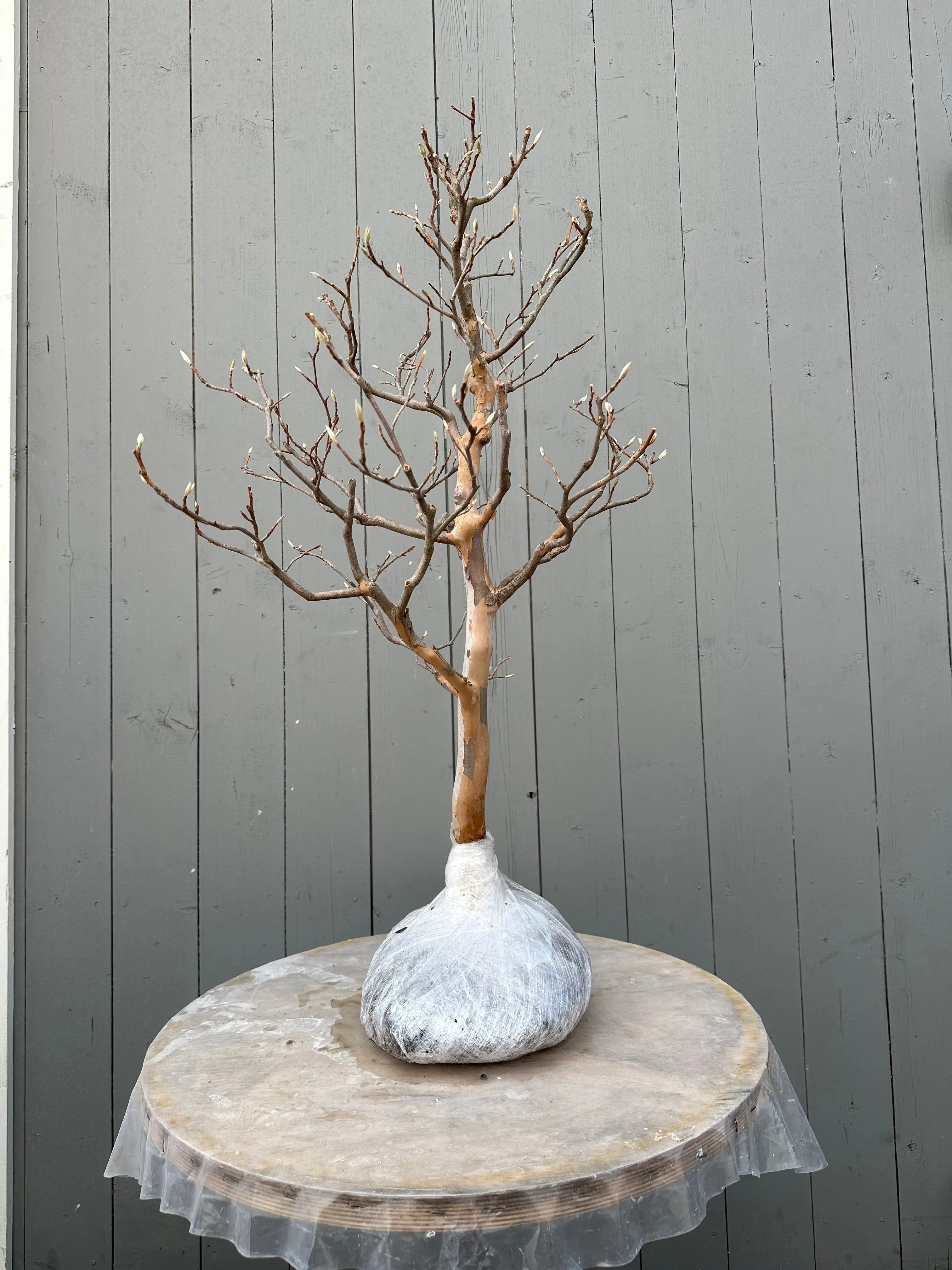 Stewartia pseudocamellia #1 Canada Bonsai