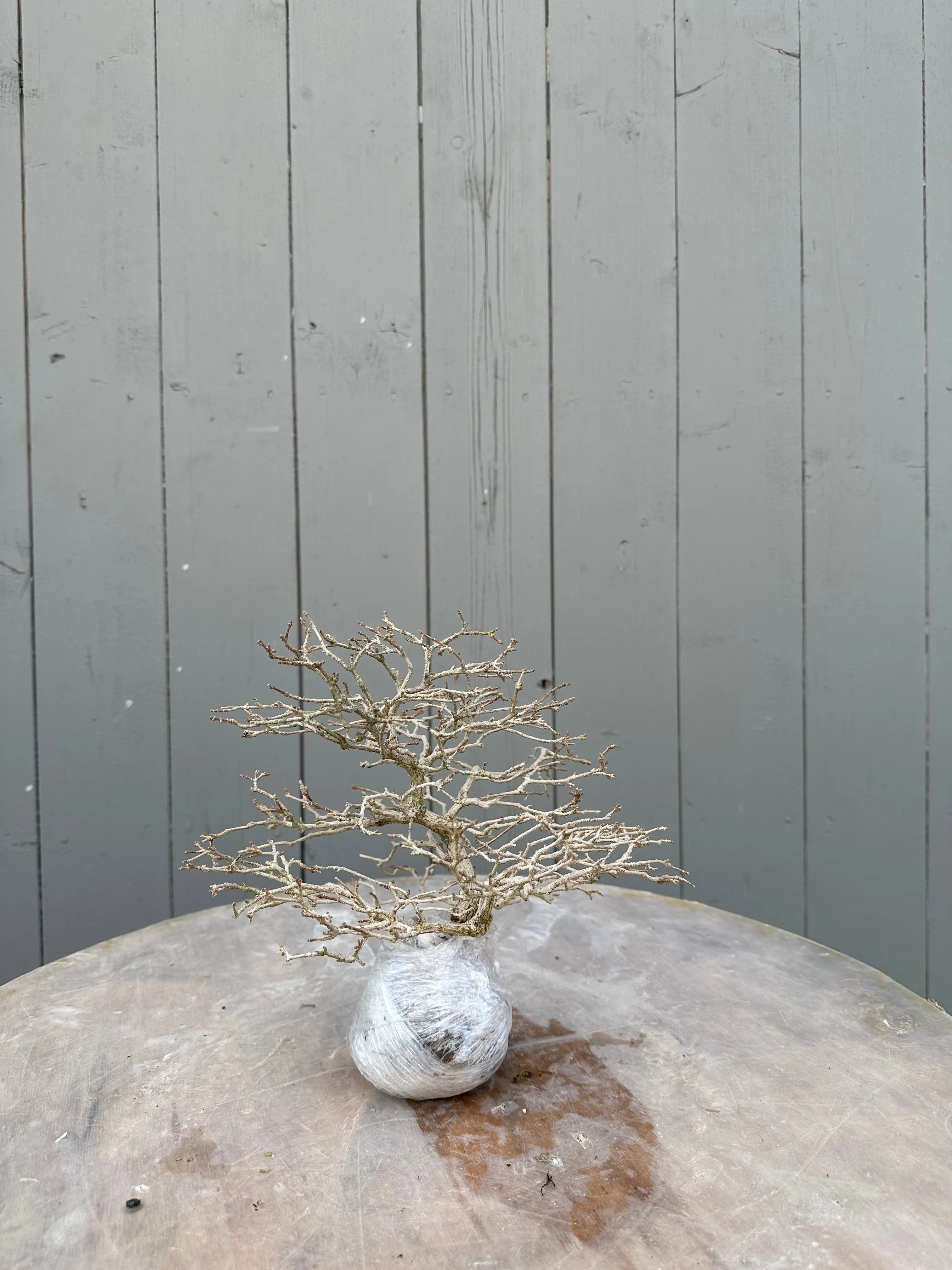 Premna japonica #5 Canada Bonsai