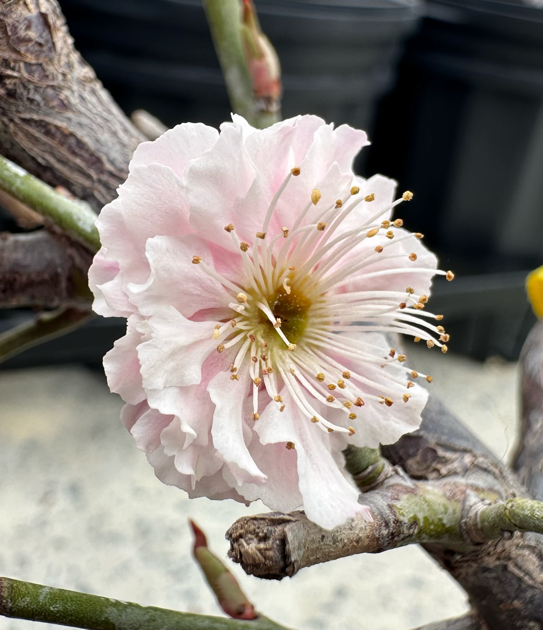 Tiàozhī