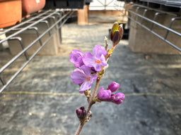 DAPHNE Genkwa