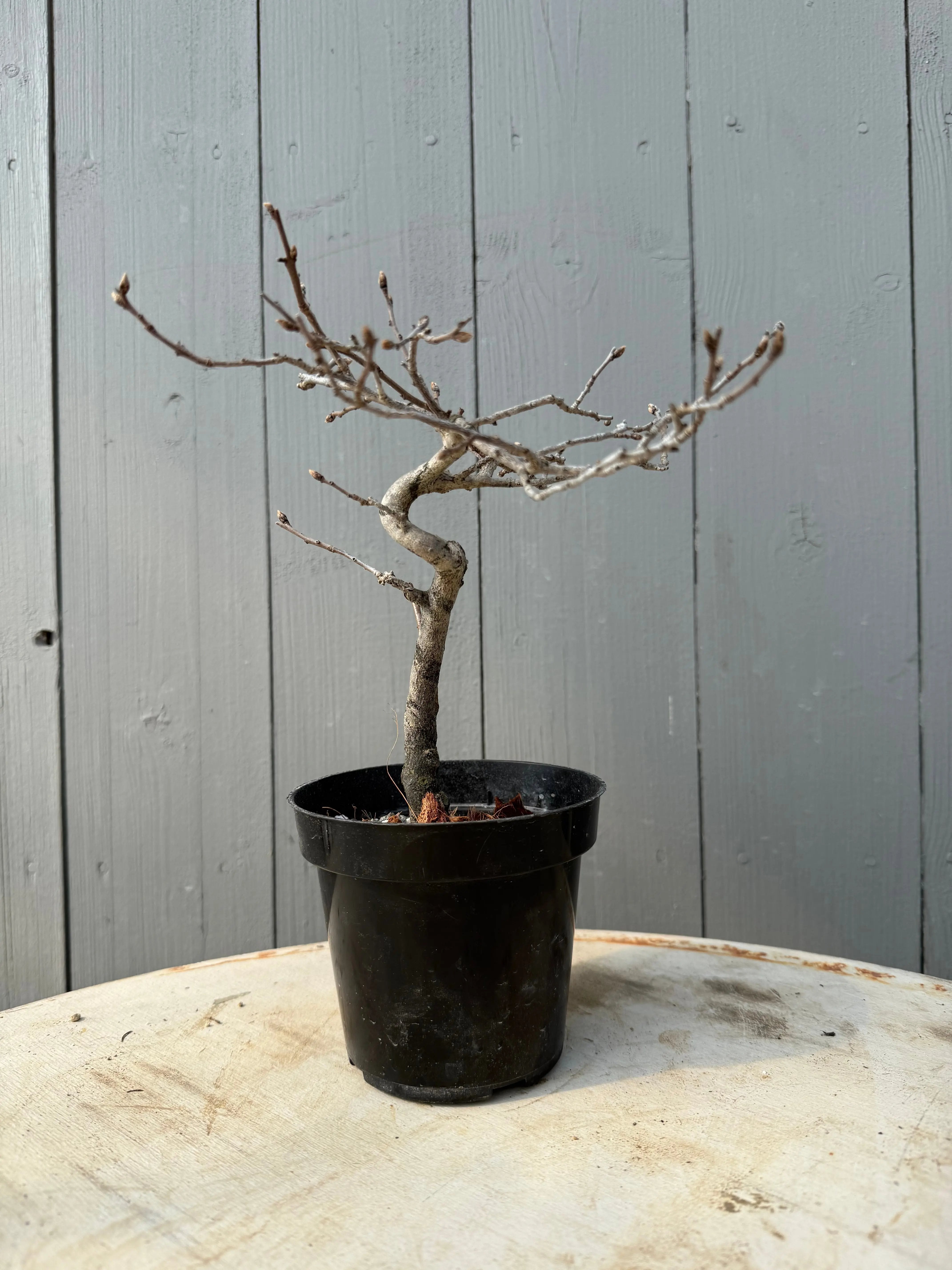 Diospyros rhombifolia Canada Bonsai