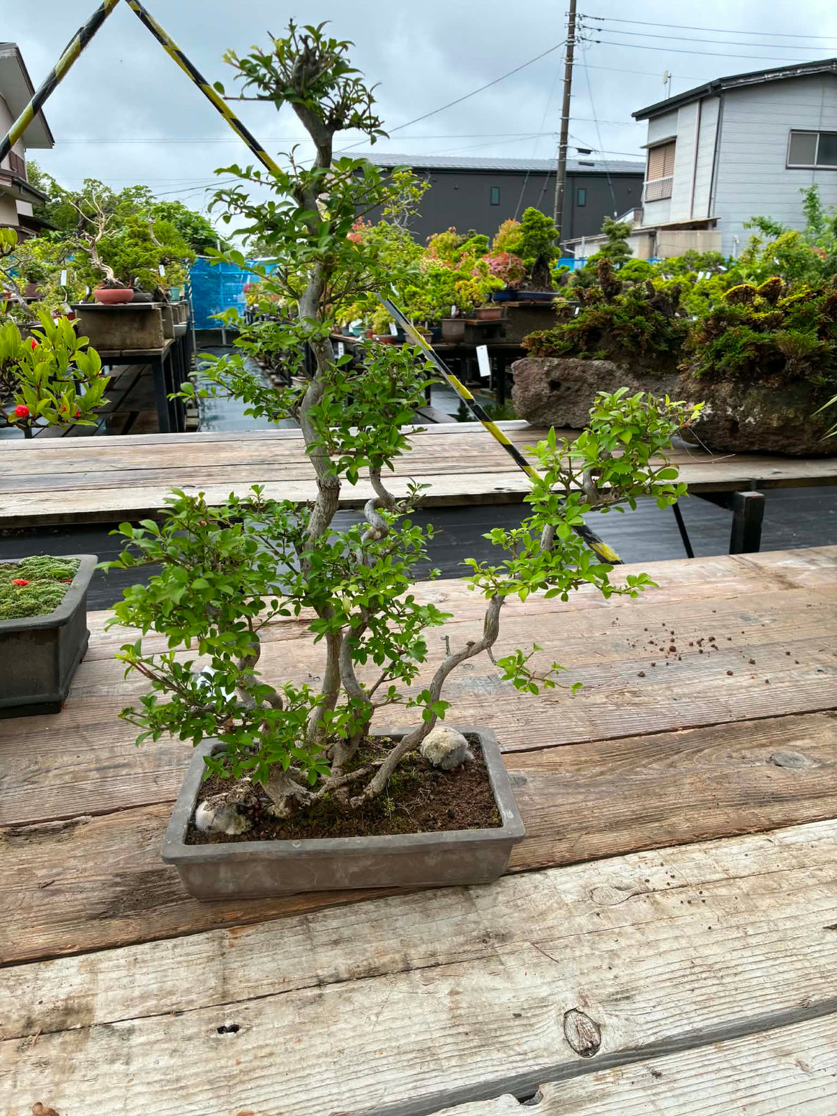 Euonymus