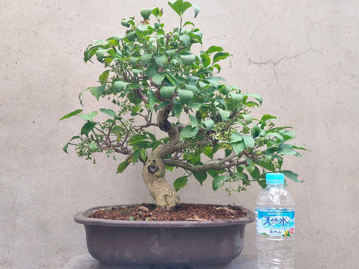 Euonymus