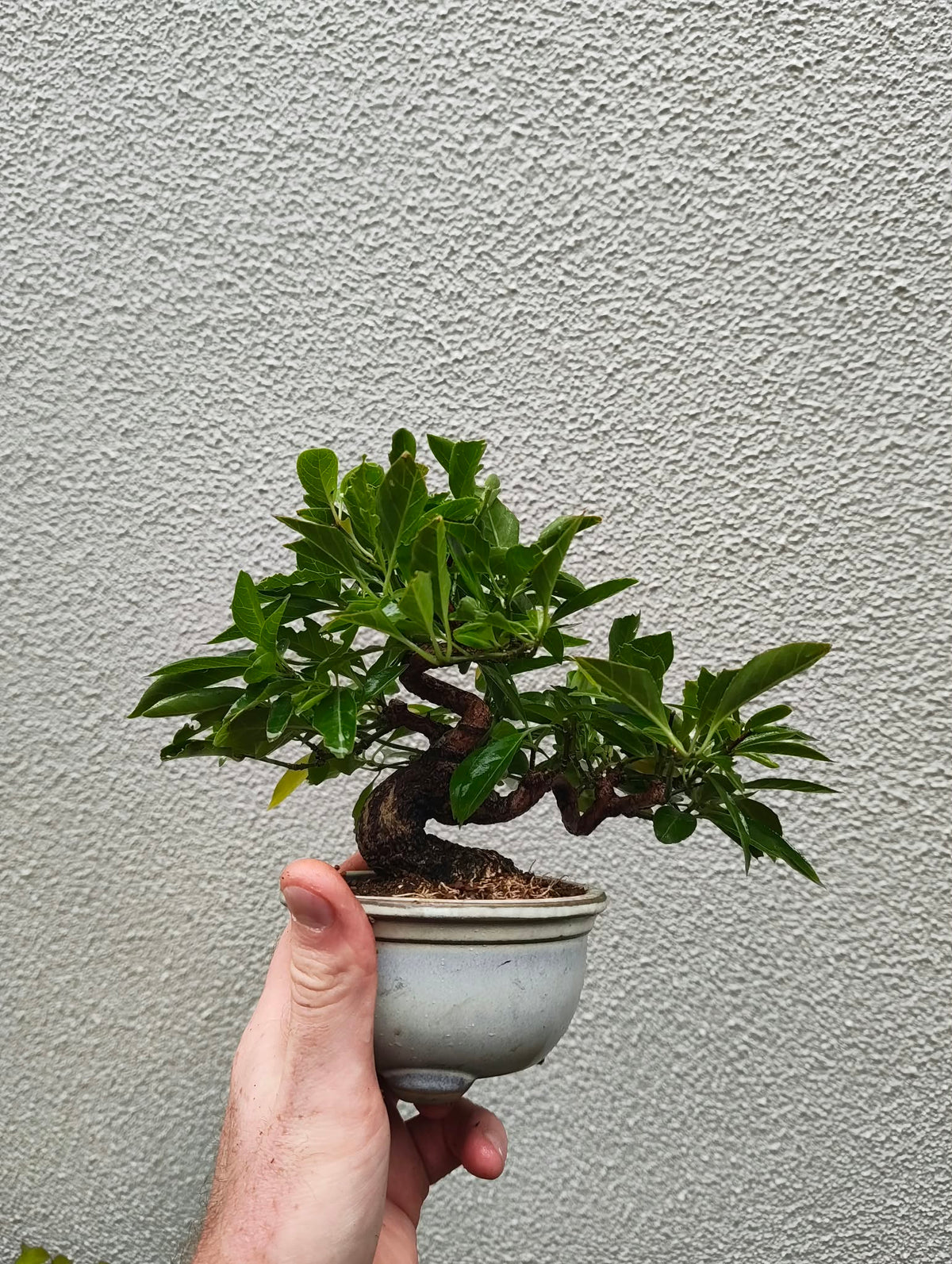 Euonymus