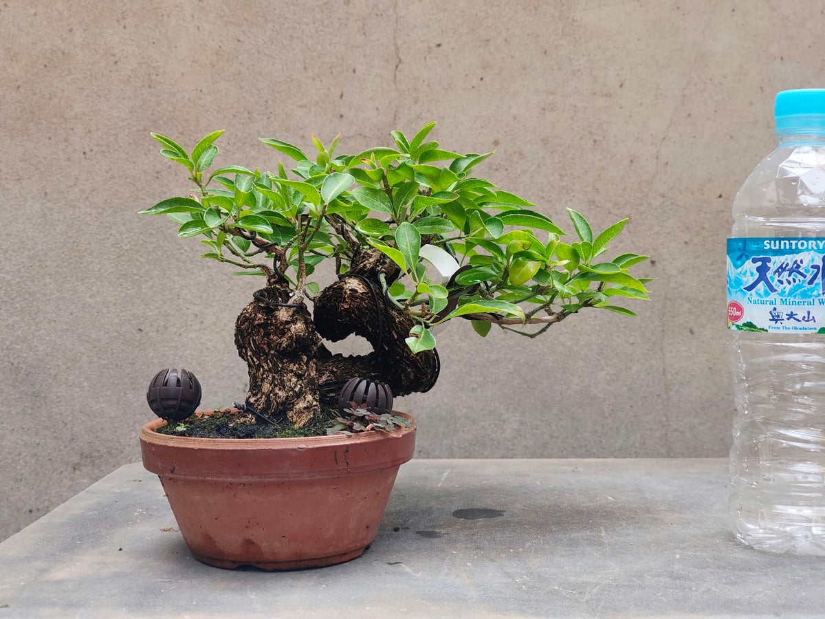 Euonymus (rough bark)