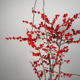 ILEX