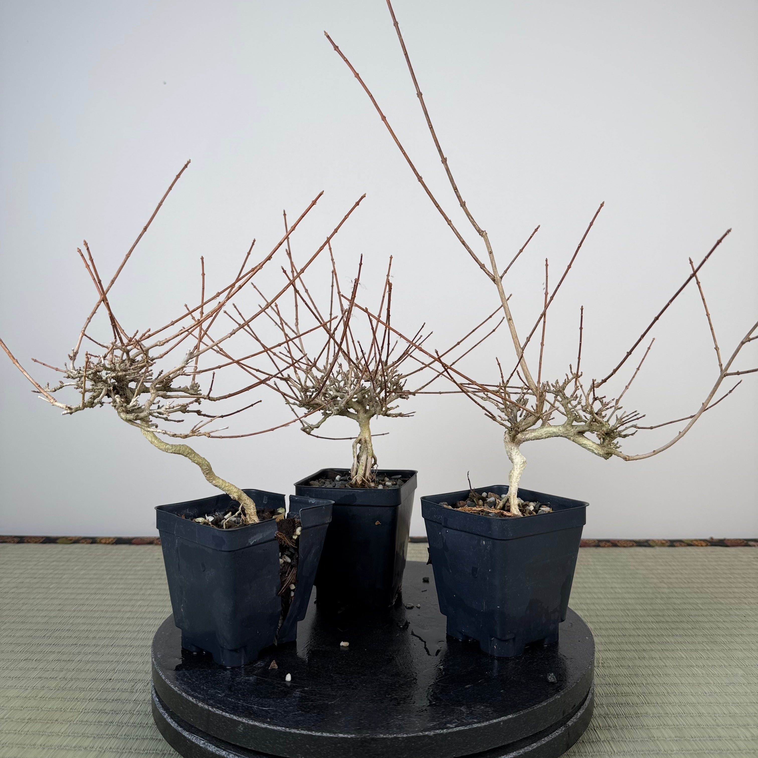 Premna japonica (large)