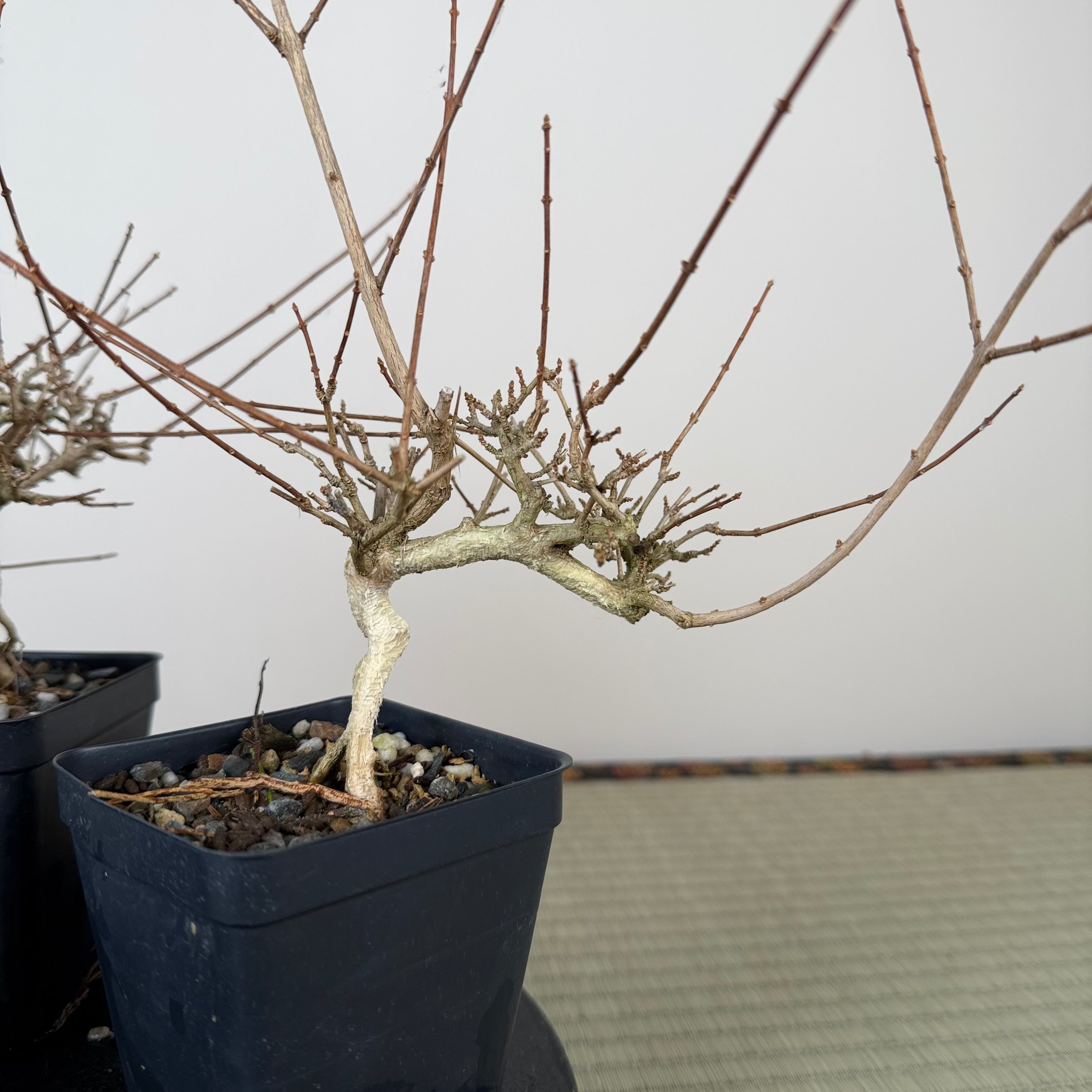 Premna japonica (large)