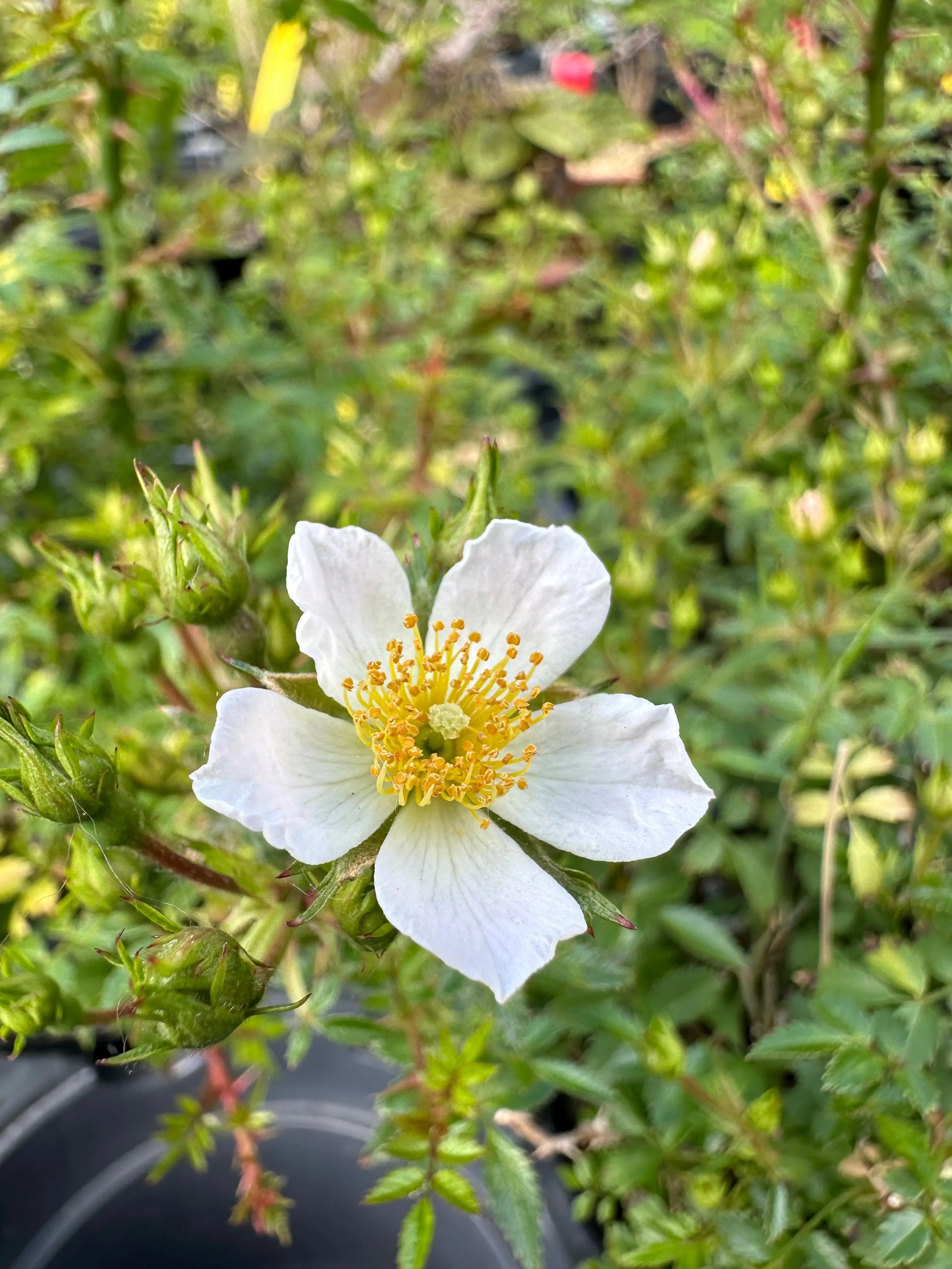Rosa #4 Canada Bonsai