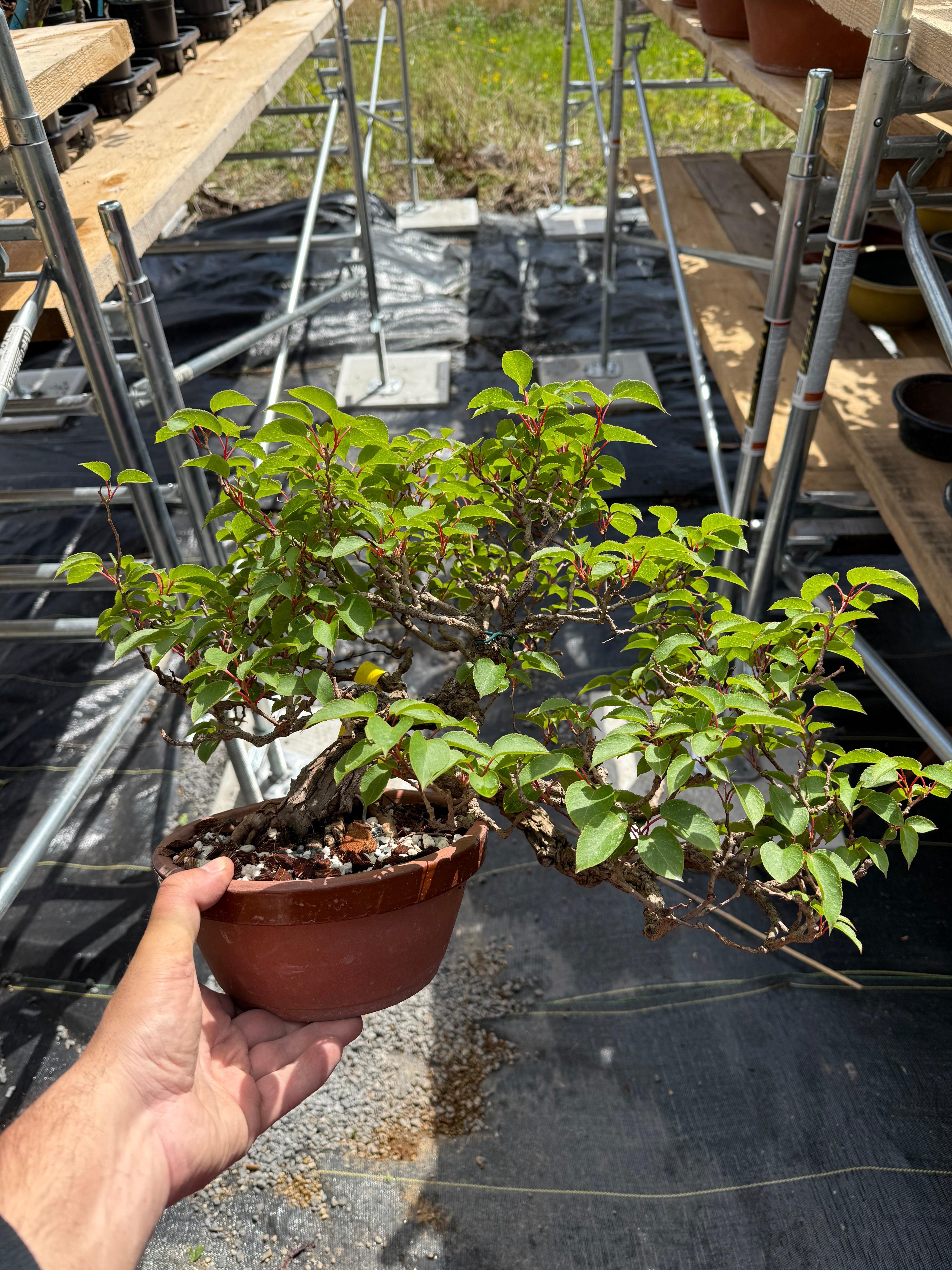 Actinidia arguta