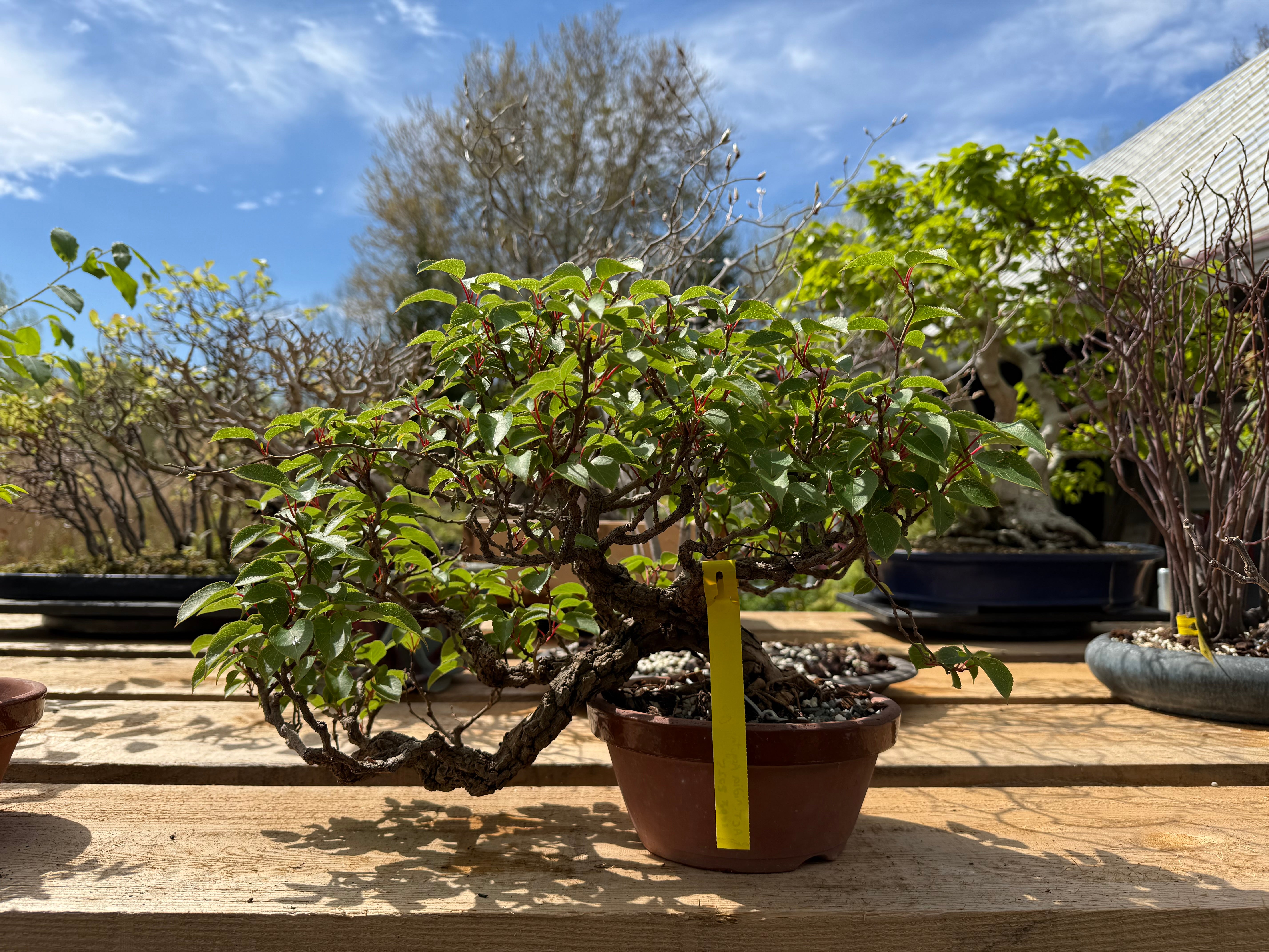 Actinidia arguta